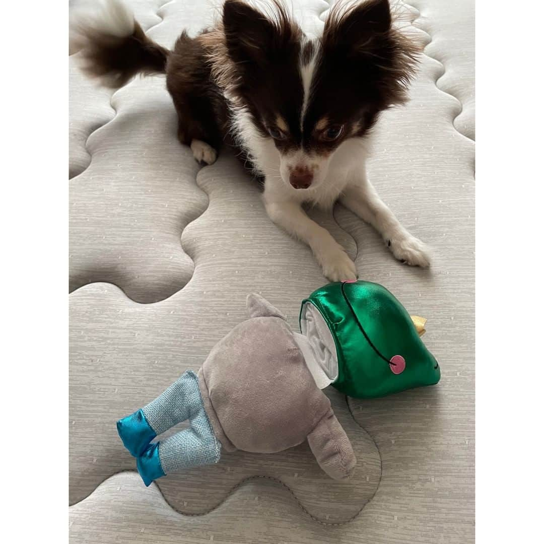 Flying Tiger Japanさんのインスタグラム写真 - (Flying Tiger JapanInstagram)「サイズ感をチェック！ワンちゃんアイテム🐶  12.4kgのクリちゃん（1枚目）と5.5kgのウイちゃん（2枚目）に グリーンチェックのウェアを着てもらいました🐕 クリちゃんの体重で、お腹のベルトがギリギリ届く感じとのこと。 ウイちゃんの体重だとピッタリみたいです！  ペット用キャリーバッグに入ってくれたのは 5.2㎏のこぐまちゃん。 こぐまちゃん、サイズピッタリでした🫶 カエルのおもちゃでも遊んでくれています🐸  皆さんとてもよくお似合いです✨ ぜひ参考にしてくださいね😊  ※在庫状況は各店舗で異なります。詳しくはお近くの店舗にお問い合わせください。  #フライングタイガー #flyingtiger #北欧 #北欧インテリア #北欧デザイン #北欧雑貨 #デンマーク #hygge #ペット #ペット用品 #ペット雑貨 #🐶 #犬」7月22日 11時00分 - flyingtigerjp