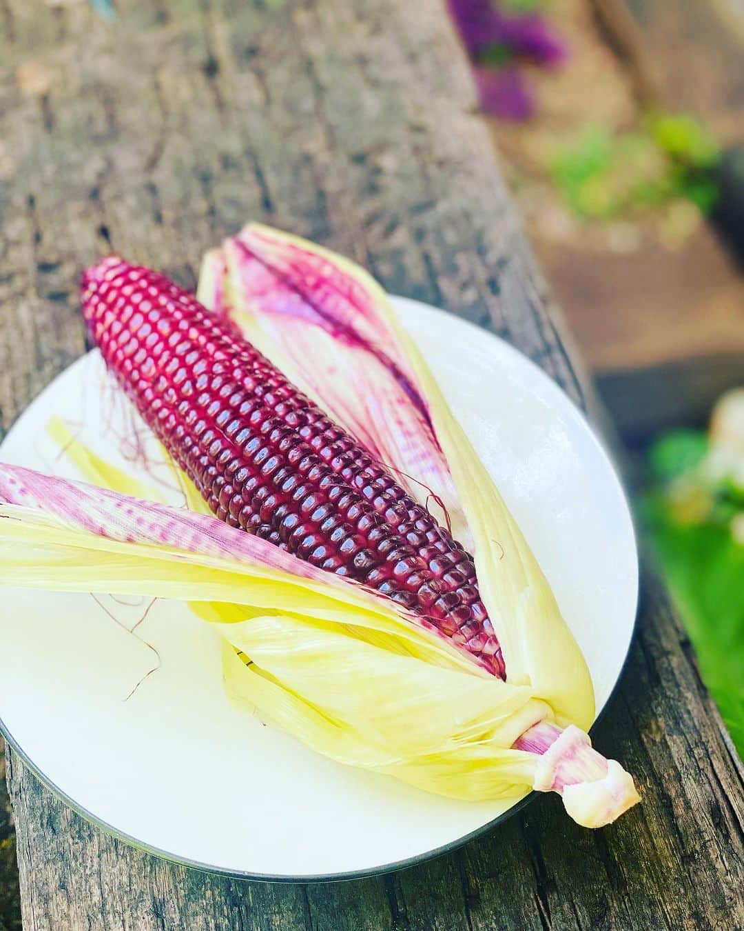 vegecafe＋αさんのインスタグラム写真 - (vegecafe＋αInstagram)「日本初の赤いスイートコーン🌽 「大和ルージュ」を入荷しました😆  📖大和ルージュ ® には一般的なスイートコーンにはない、アントシアニンが豊富に含まれています。アントシアニンはポリフェノールの一種でベリー類に多く含まれている健康に良い機能性成分です。含有量はイチゴの2.5倍あり（100ｇあたり45mg)、成分面でも新しいスイートコーンです。  赤いトウモロコシ⁉️ と驚いて試食してみましたが、 めちゃくちゃ甘かったです😋  数少ないですが、サラダとして 提供いたします✨  追記で 明日7月23日の営業に関する お知らせです📢  明日は、午前中貸切営業の為、 13時15分からの営業となります。 よろしくお願い申し上げます。  #vegecafe#vegecafe_plus_α #新大阪グルメ #新大阪ランチ #新大阪カフェ #西中島グルメ #西中島南方グルメ #西中島グルメ #西中島南方ランチ #西中島ランチ#西中島南方カフェ #大阪ランチ #大阪カフェ巡り #野菜たっぷり #野菜たっぷりランチ#ベジカフェプラスアルファ #ベジカフェプラスアルファー#大和ルージュ」7月22日 11時10分 - vegecafe_plus_a