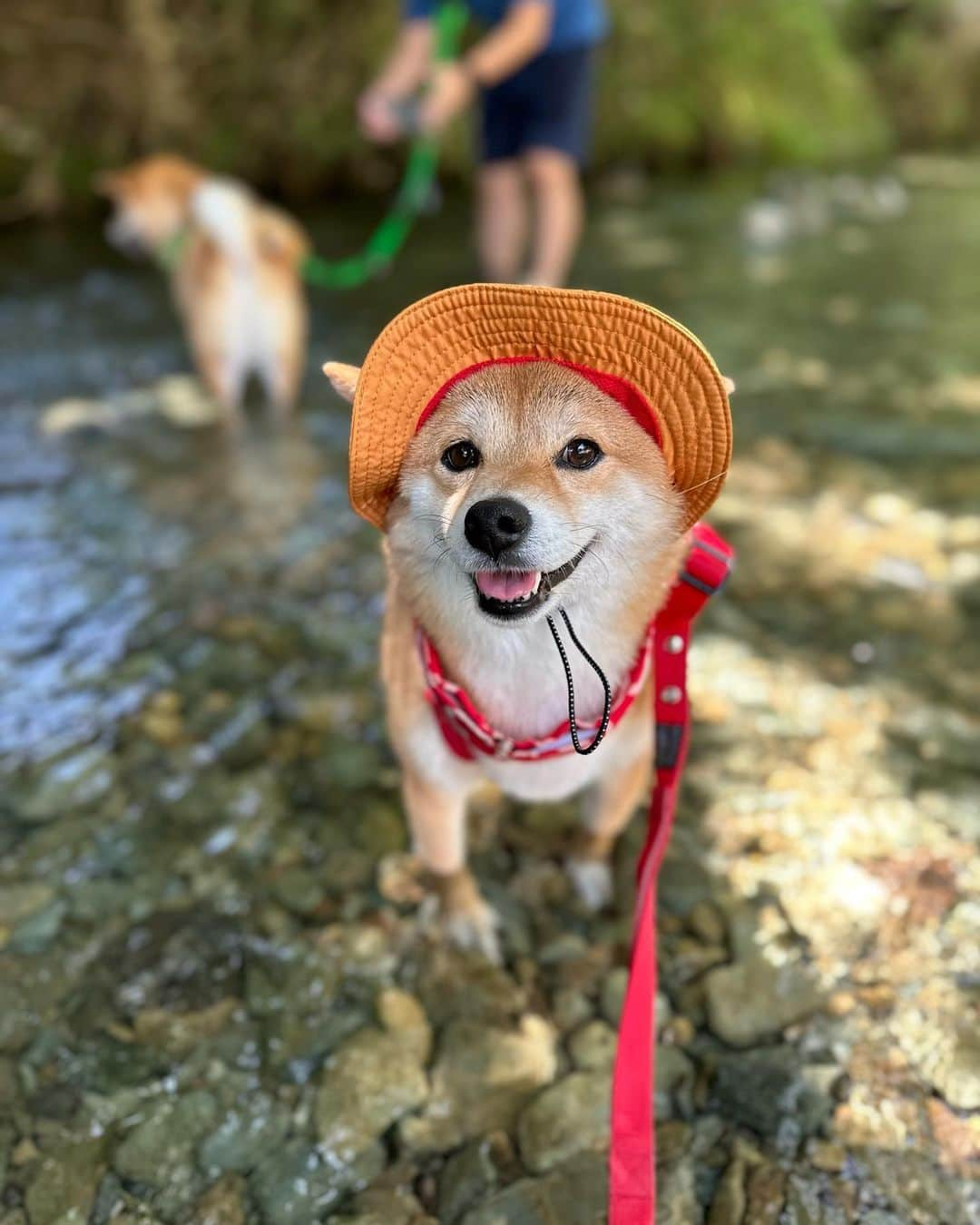 豆柴 福and富さんのインスタグラム写真 - (豆柴 福and富Instagram)「. . 川遊びの続き🐟♡  普段シャンプー嫌い🙅‍♀️ お散歩後に足洗うのも好きじゃない🙅‍♀️ お風呂なんてもってのほか🙅‍♀️ な福と富だけど 川はそんなに嫌いじゃないみたい☺️  福は好きじゃないかもだけど(笑) 川の水は気持ちよかったんじゃないかな😁✨  富は川を流れる葉っぱや川魚が気になって 濡れるとかどうでもよくなってた感じ😆 楽しいとワクワクが勝ったのかな😆✨  ふたりとも川遊び楽しめてよかった😆👍  遊びに行った川は 福岡県久山にある猪野川です🏞️✨ 木陰になってるし水もきれいでおすすめ☺️  . .  #川遊び #猪野川 #福岡犬民　 #mylove #doglover  #dogstagram #dogs  #shiba #shibainu #shibalove #shibadog  #shibagram #shibamania #shibalife  #shiba_snap #柴犬 #豆柴 #多頭飼い #犬のいる暮らし #犬のいる生活  #doglover #dogstagram #shibaaaaainu #barked #9gag  #thedailyshibainu #시바견　#시바이누 #小狗  @shiba_snap @barked @everydoglover @9gag」7月22日 11時22分 - fuku_and_tom