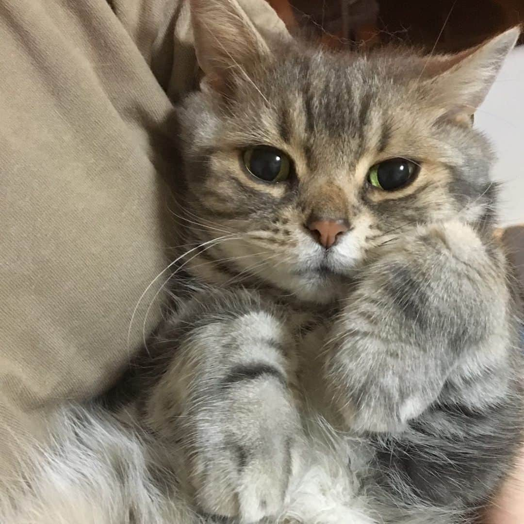 なごむさんのインスタグラム写真 - (なごむInstagram)「※ I understand.  I know I'm cute.  （意） わかってます。  ぼく、じぶんがかわいいこと わかってます。  #でしょうね  #それではお聴きください  #全米756位  #今週もかわいい  c/w #先週もかわいい  #来週もかわいい  #トリプルA面」7月22日 11時57分 - matsumotoooooo