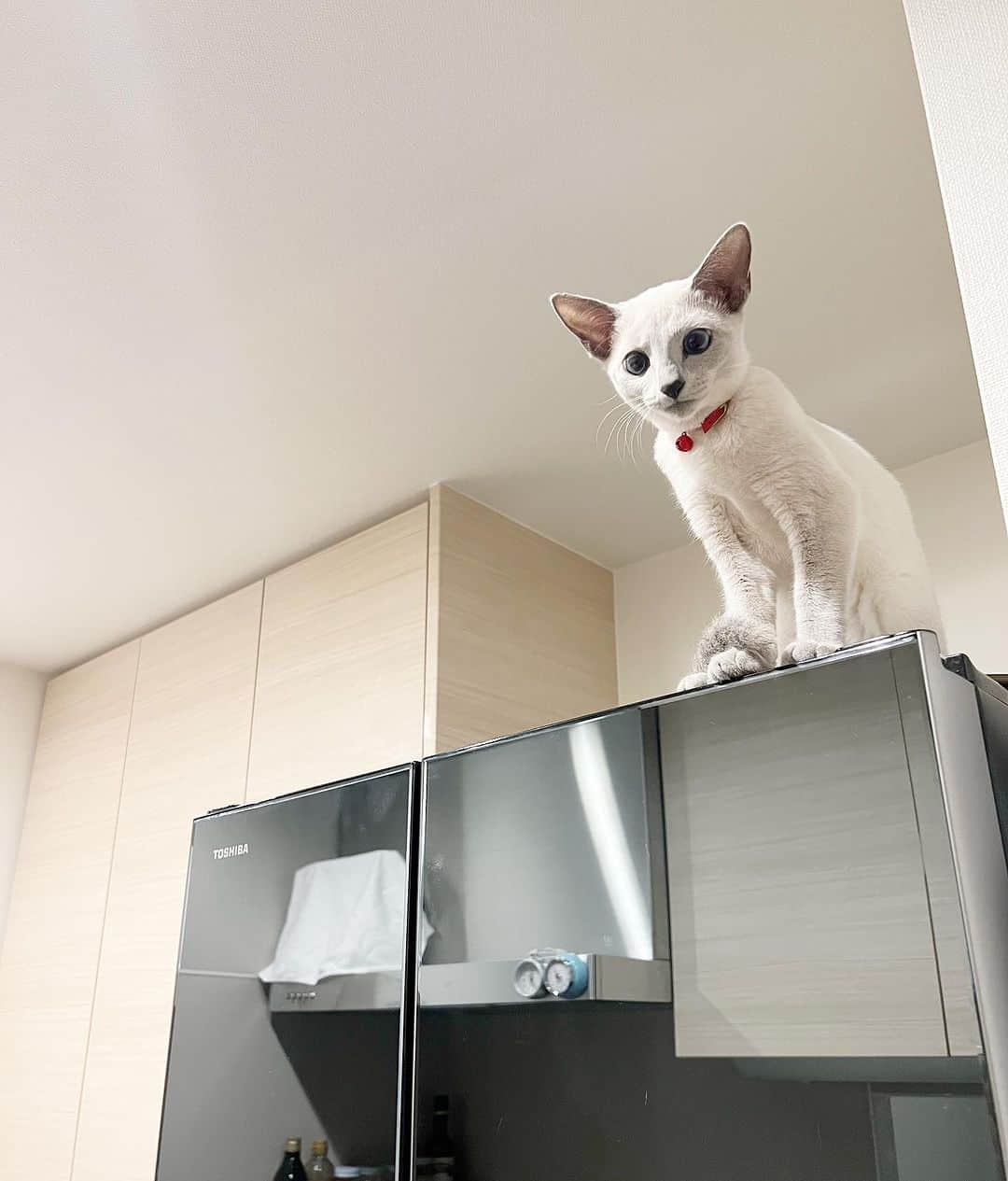 来栖あつこさんのインスタグラム写真 - (来栖あつこInstagram)「🐈🐈🐈ルル日記🐈🐈🐈  明日で、うちの子になって2ヶ月😌  最近のお気に入りは冷蔵庫の上。 ここから料理している私を見たり、 リビングまで見渡したり。  何気に、私もルルがここにいる時が 1番安心する。（イタズラしないから）  #犬猫共存 #猫 #catstagram #chat #gatto #gato #ねこ #Katze #kurusururu #cat #RussianBlue #ロシアンブルー #ブルーポイント」7月22日 11時58分 - atsukokurusu