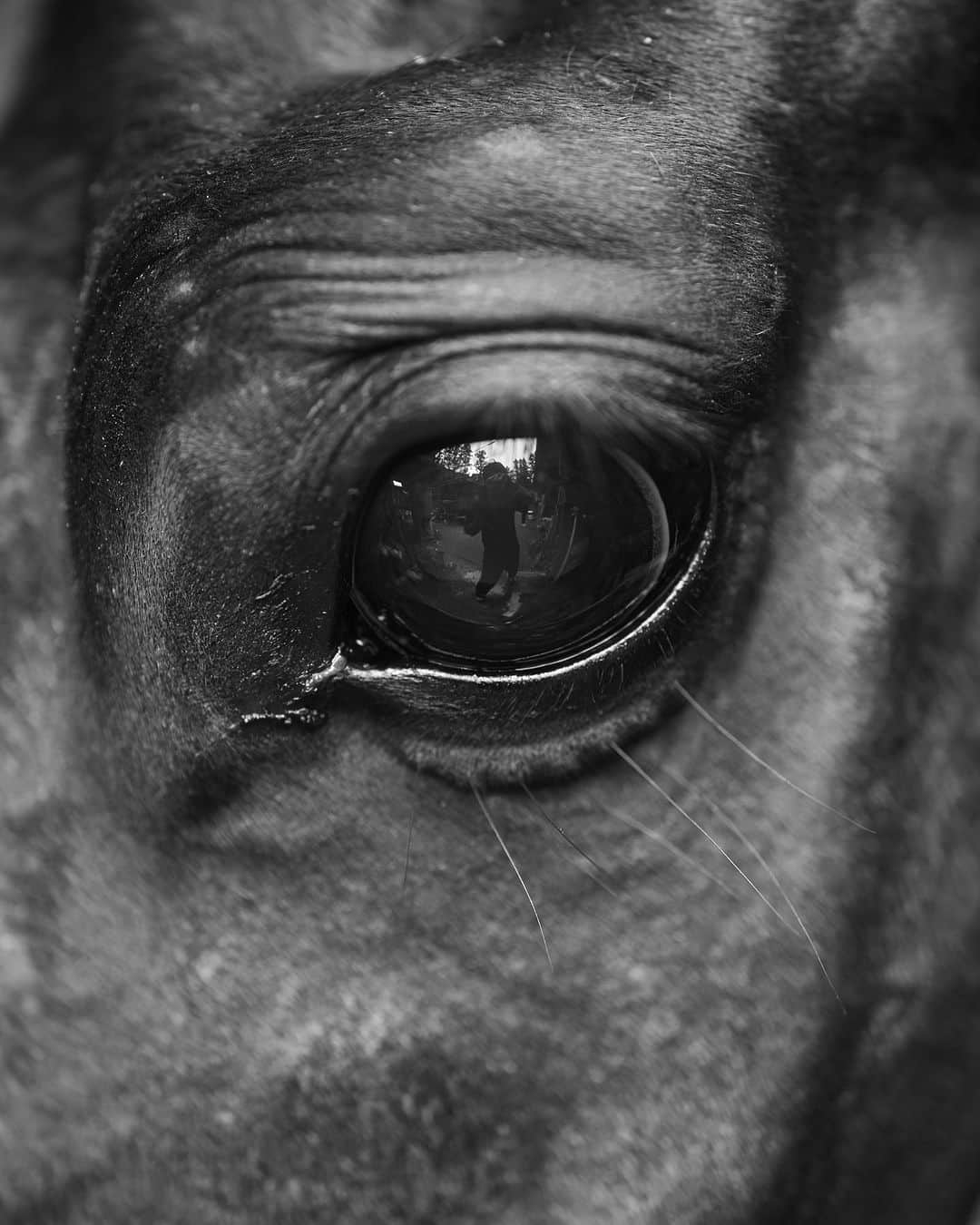 山田悠介さんのインスタグラム写真 - (山田悠介Instagram)「馬の目   #乗馬  #sel50f12gm  #horse  #monochrome  #馬」7月22日 3時15分 - yamadayusuke_0729