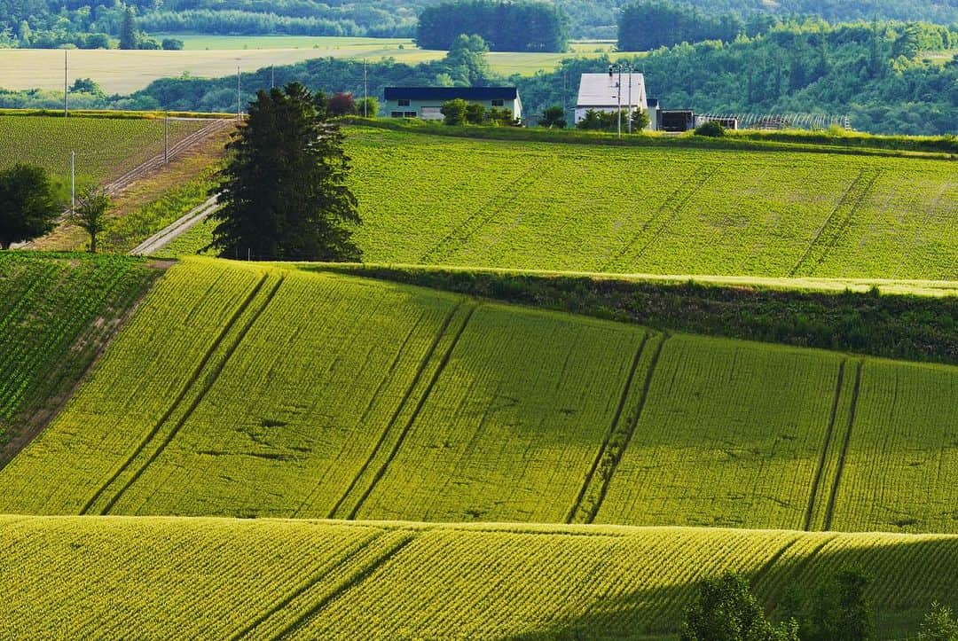 Michael Yamashitaさんのインスタグラム写真 - (Michael YamashitaInstagram)「Tractor Tracks in Hokkaido, Japan. #hokkaido #hokkaidosummer #hokkaidollandscape #hokkaido_lovers」7月22日 5時01分 - yamashitaphoto