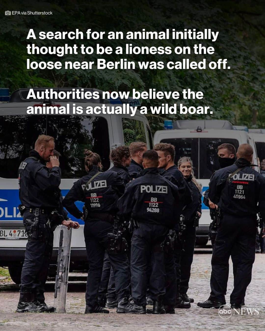 ABC Newsのインスタグラム：「A massive search for an elusive animal initially thought to be a lioness on the loose near Berlin was called off after authorities found no trace of a big cat in the area.  After 36 hours of combing through woodlands and speaking to experts, authorities said they now believe the creature in question is a wild boar, which are common in the region. MORE AT LINK IN BIO.」