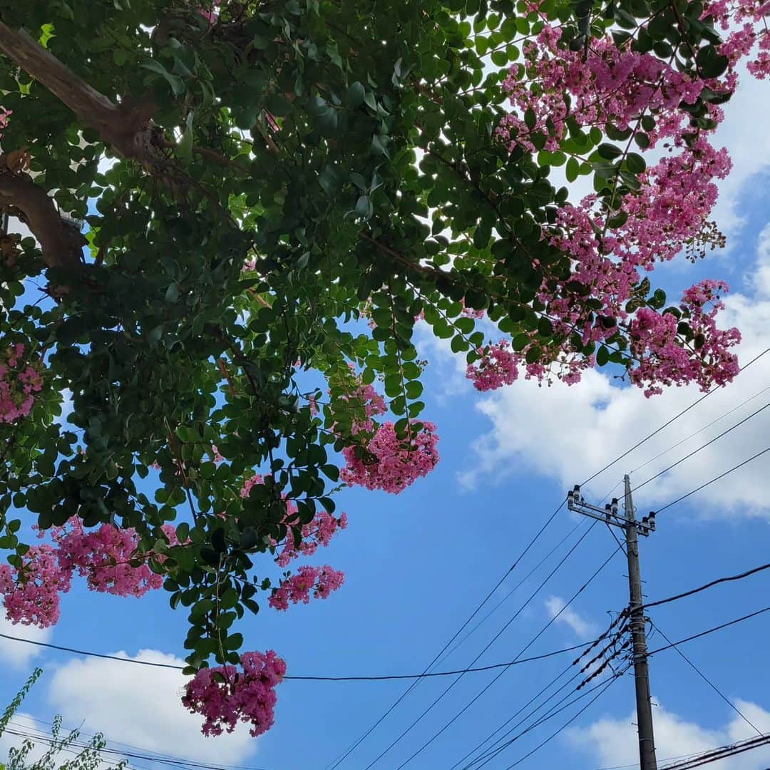 音無美紀子さんのインスタグラム写真 - (音無美紀子Instagram)「青空、やっぱり真夏の空は色が違いますね。真っ白のふわふわ雲が可愛いわ。 夫は8月7日から始まる舞台チェーホフ桜の園の稽古が追い込みになって来て、表情も厳しくなってきましたわ。今回はお屋敷に一番古くから仕える90才の老人役、姿勢とか、声とか、家に帰ってきてもだんだん老いた夫に見える(笑) 百日紅のピンクの花がブルーの空の色に映える。綺麗ね。  #今朝はフレンチトースト #桃のカプリーゼ 季節の果物 さあ、今日も頑張ろう👍 #百日紅 #夏の雲 #村井國夫 #桜の園 #PARCO劇場」7月22日 12時16分 - mikikootonashi
