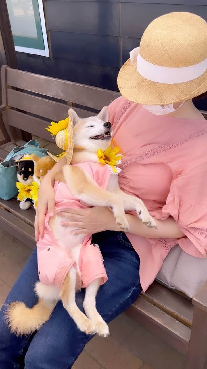 柴犬 けんしろう ゆりあのインスタグラム：「📣🐶  あついだるいつかれた なんにもやりたくないっ！  防御力0のゆりあさん おさわりするなら今だ😘❤️  今年、5分でアレとソレをして 猛ダッシュで家に戻る技を習得したゆりあさん 今年の夏はその労力すら惜しんで 散歩に行く直前に家の中でアレとソレを 済ませちゃう技を習得してしまいました😂  #2023 #summer」