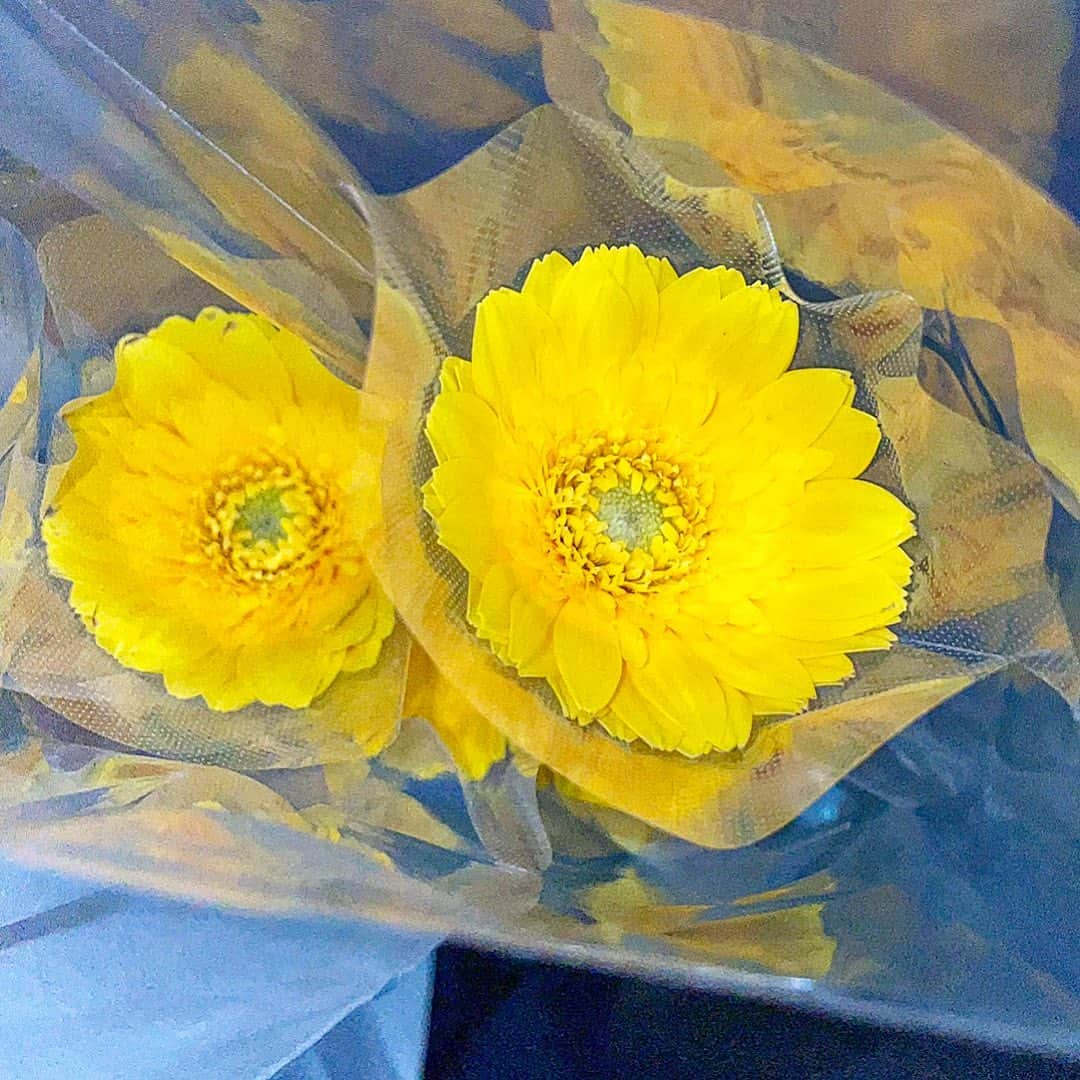 門林有羽のインスタグラム：「♡⃛ . . . はるか昔に買ったお花🌼 今日は関ヶ原唄姫合戦2023! 楽しもうね♡」