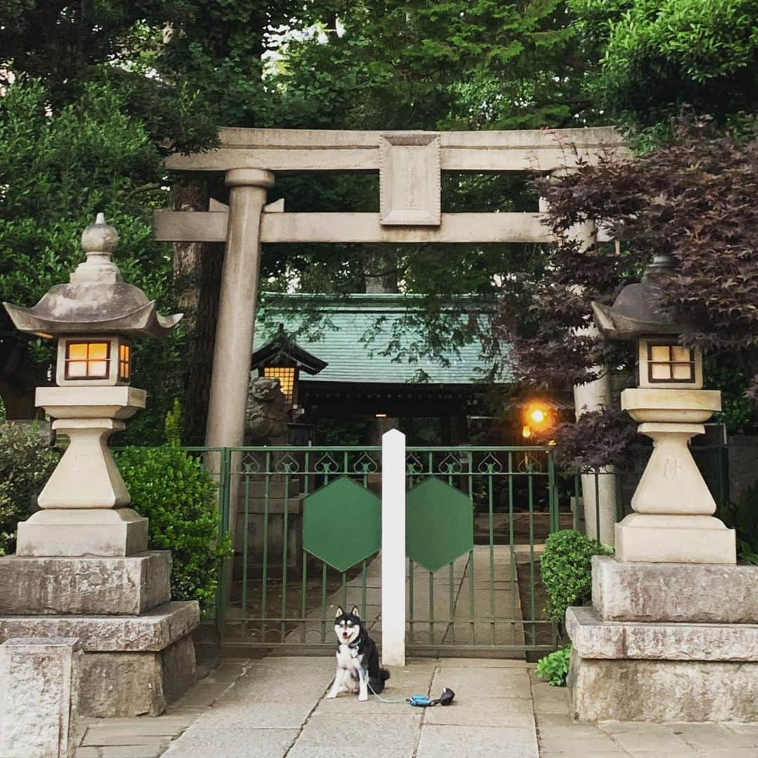 くろさんのインスタグラム写真 - (くろInstagram)「G☺︎☺︎d m☺︎rning ⛩️  #朝んぽ #狛犬風 #奥澤神社 #奥沢神社 #奥沢散歩 #自由が丘散歩 #奥沢犬 #自由が丘犬 #勝手に看板犬 #柴犬 #黒柴 #黑柴 #和犬 #日本犬 #わんこ #イッヌ #柴犬のいる暮らし #黒柴のいる暮らし #わんこのいる暮らし #イッヌのいる暮らし #jiyugaokadoglife #kuroshiba #blackshiba #shibainu #shibadog #shibastagram #dogstagram #instadog」7月22日 8時03分 - m6bmw