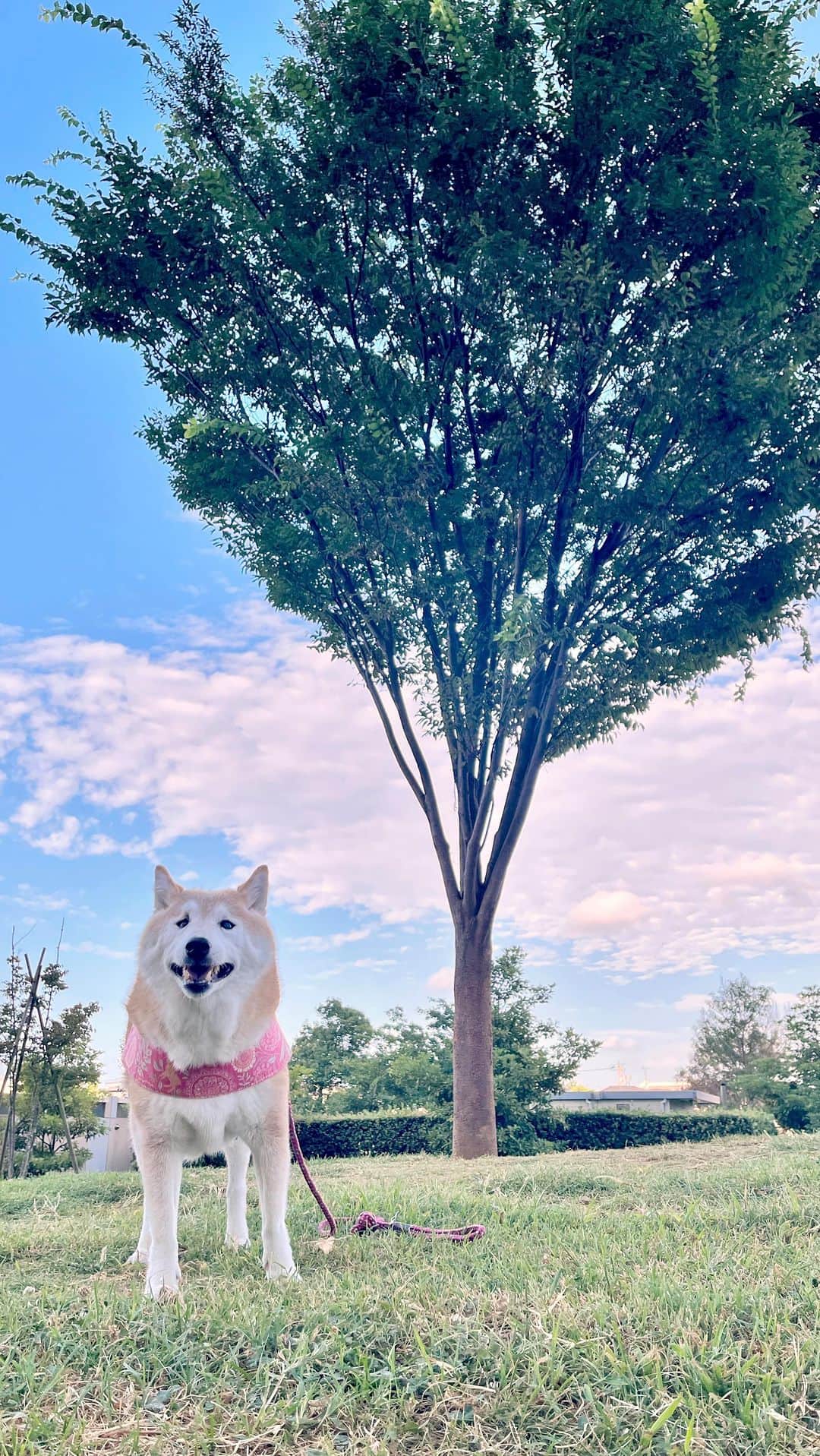 meekooのインスタグラム：「朝さんぽは涼しかったので広い公園へ。りんごさんルンルン歩いていました🐕♫ ずっとこのくらいの気温がいいよね〜🌿 2023.7.22」