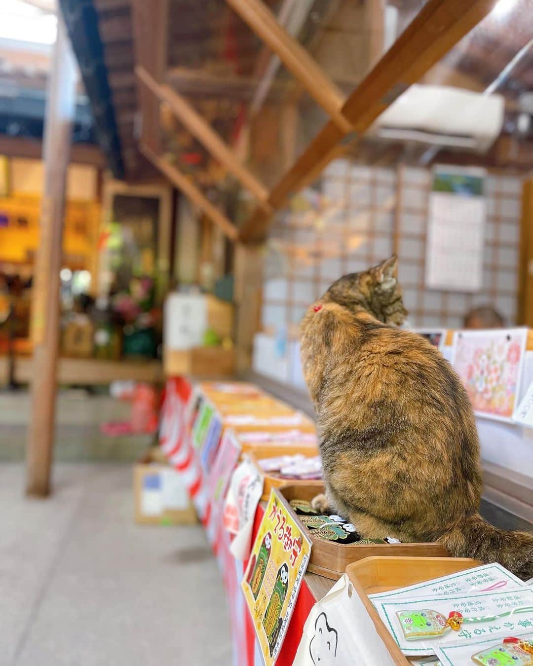 伊藤友里さんのインスタグラム写真 - (伊藤友里Instagram)「同じく福岡県小郡市にある通称かえる寺の風鈴まつり🎐🎐  境内にずっと続く数千個の風鈴は圧巻で 音色もとても心地よかったです☺️  風鈴ひとつひとつに願い事が書かれた短冊がゆらゆら🎋✨ みんなの願い事が叶いますように👏  お寺の猫ちゃんにも癒されました(4匹いるよ)🐱🫶  #かえる寺　#如意輪寺　#風鈴まつり」7月22日 8時43分 - ito_yuri_official