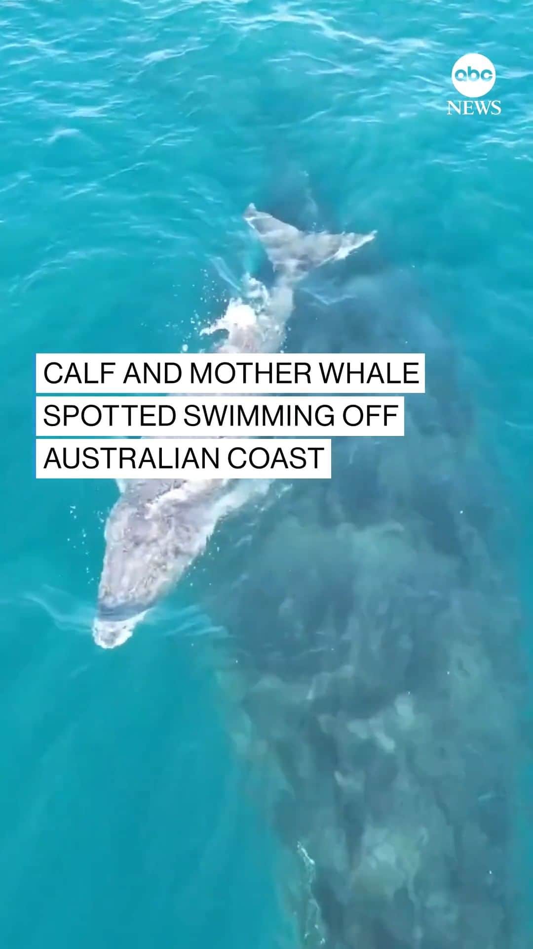 ABC Newsのインスタグラム：「STAYING SAFE: Calf keeps close to its mom as humpback whales are observed traveling near Kalbarri, on the west coast of Australia.」