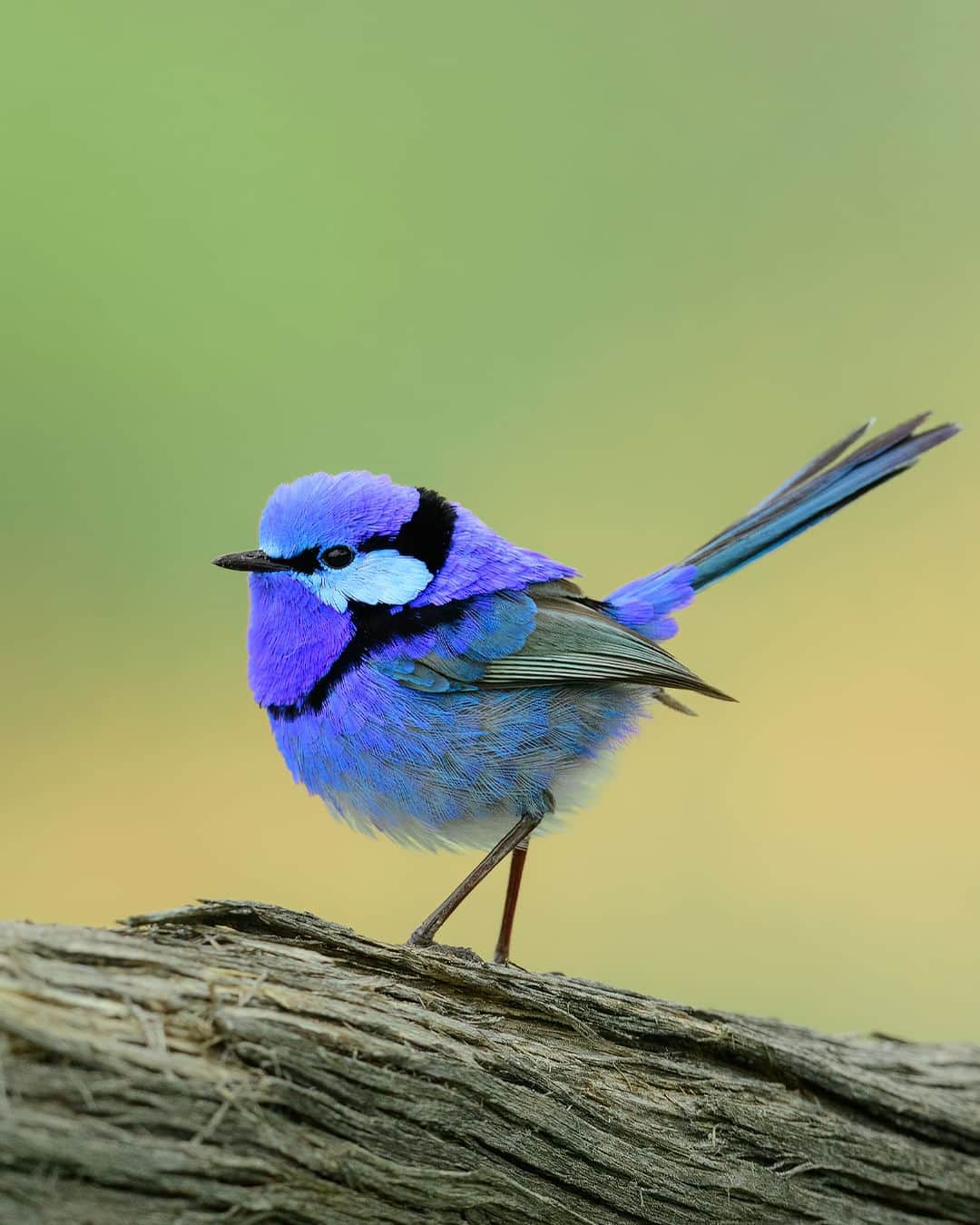 Nikon Australiaのインスタグラム：「Luck can side with you when you least expect it, and for @ravi_arora, this little Splendid Fairywren was certainly waiting for the right moment.   "I remember being in India for personal commitments when fairy season (spring) was on and I wondered if I will ever be able to see these guys in their true colours. I managed to come back just in time and tried my luck visiting Hattah to see these beauties and I guess I was blessed for my efforts.  I observed the pair of fairywrens from dawn to dusk raising the young one and taking parenting turns, I moved as little as possible for a couple of hours and let them get used to my presence. Once the light was good enough and as I got an idea of their movements, I anticipated a wooden log with a nice and clean background to create this shot.  One particular thing I wanted was to keep the whole bird sharp including the tail, I bumped the ISO during the day and set the f-stop at 8 and since the bird was just tip-toeing around me 1/1250 sec was enough to freeze."  Photo by @ravi_arora  f/8 | 1/1250 sec | ISO 2500  Captured on the D5 and AF-S NIKKOR 500mm f/5.6E PF ED VR  #Nikon #NikonAustralia #MyNikonLife #NIKKOR #NikonD5 #D5 #BirdPhotography #WildlifePhotography #Australia」