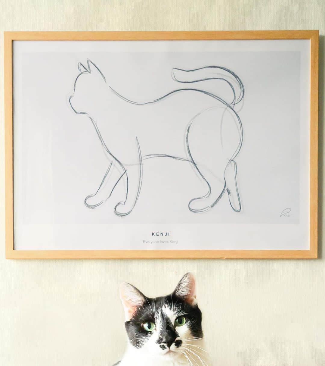 土肥美帆さんのインスタグラム写真 - (土肥美帆Instagram)「😻 ・ ケンジの等身大のポスターを制作していただきました。  8.5キロの巨猫ケンジ。 A2サイズにいっぱいになりましたww  制作は  @rememberme_dogcat   愛猫の名前とメッセージも入れられます。 背景の色も選べます。 家に写真や絵がたくさん飾ってあるので、今回はシンプルなグレーをチョイス。 いい感じ✨  2018年にケンジと初めて会った時、ケンジは３才の冬だった。 すでに巨猫。 そして、これからもずっと元気に巨猫でいてね。 ケンジ、デカイなぁ。って言われるたびに、 なんでか私は鼻が高くなる🤣 ケンジdeアート ぜひ、みなさんも お家の猫ちゃん、ワンちゃんアートを楽しんでください🤩  ストーリーズにショップのURL貼っておきますので、 よかったら覗いてみてください。  モデル: ケンジ きっこ（ケンジの娘っこ） ポコたん  今日もご機嫌な1日を だべや(=-ω-=)🍀  #デカ猫  #ボス猫 #みんなケンジでご機嫌だべや #みんなケンジを好きになる #いつも心にケンジを #推しのいる生活 #猫　#ねこ⠀ #猫好きな人と繋がりたい　#猫のいる生活⠀ #にゃんすたぐらむ　#東京カメラ部⠀ #instagramcat #nekoclub⠀ #catsofinstagram⠀ #tea_journals #cats #instagramcats⠀ #catstagram #ig_japan⠀ #instagramjapan #catphotography」7月22日 9時34分 - big_face_cat_kenji