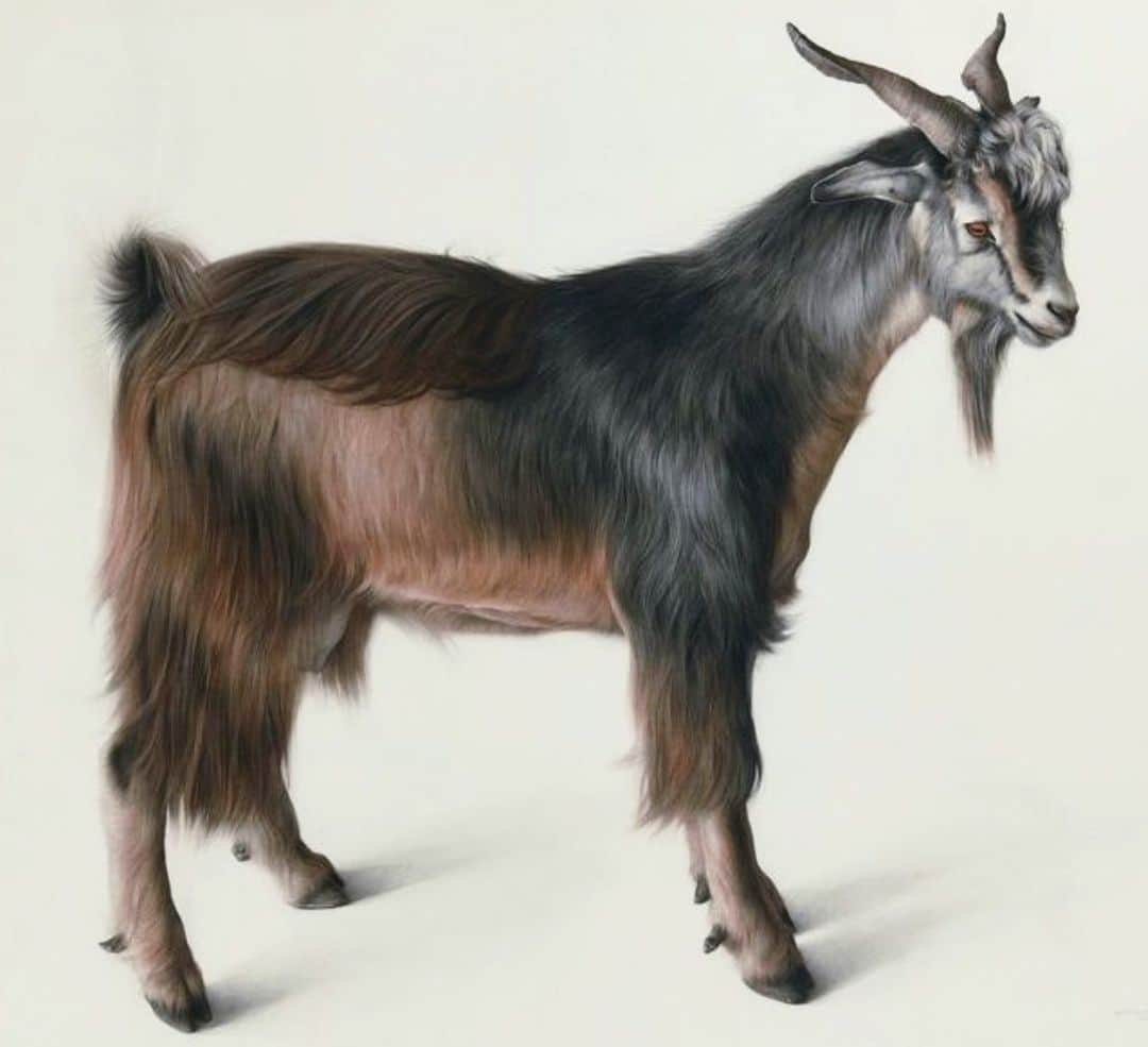 デレク ラムのインスタグラム：「Goat #claudiobravo colored crayon, charcoal and pencil drawing, 1972」