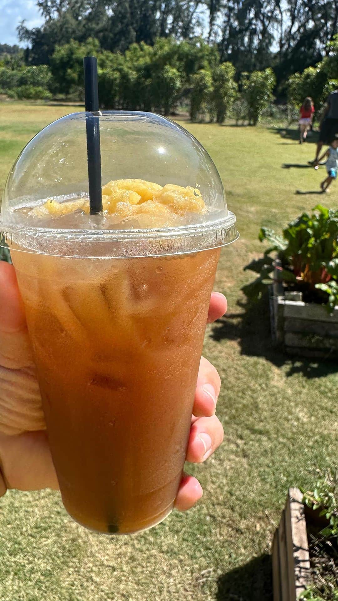 kawaiihawaiitourのインスタグラム：「ノースショアにあるカフクファームの🧇 🍋【Plantation Ice Tea with リリコイシャベット】🍋  色々な種類のティーやスムージーがありました🍹💛  #kafukufarm #plantationicetea #ブランテーションアイスティー  .*･ﾟ𓆉𓆡𓇼𓆡𓆉　.ﾟ･*.  【Kawaii Hawai’i Tour /カワイイ・ハワイ・ツアー】では、お客様が行きたいところを自由に選んでもらって好きなようにツアーが回れます🌺🌴  .*･ﾟ𓆉𓆡𓇼𓆡𓆉　.ﾟ･*.  #ハワイ #ワイキキ #ハレイワ #カイルア #ハワイ旅行 #ハワイ生活 #ハワイライフ #ハワイグルメ #ハワイ情報 #ハワイツアー #ハワイウエディング  #waikiki #haleiwa #ハワイライフ #ハワイグルメ #cafe #ハワイチャーターツアー #カフェ　#ハワイオプショナルツアー　#ハワイフォト　#カイルア　#ハレイワ　#アウラニ　#ハワイウェディング #ハワイ情報　#ハワイウエディング #ハワイスイーツ　#ハワイ好き #ハワイ好きな人と繋がりたい #ハワイ限定 #ハワイ土産」