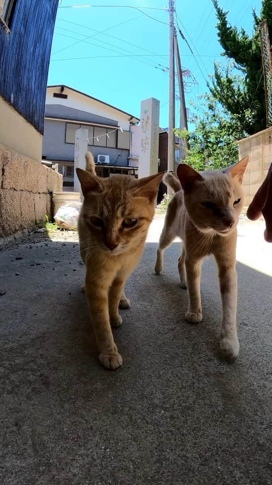 感動猫動画のインスタグラム：「日陰で休んでいたら猫に見つかった #猫島 #野良猫 #Cat #猫 #子猫 #kitten #catisland」