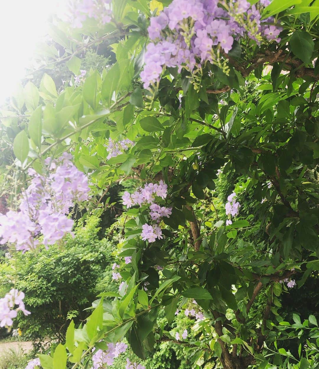 Yuuのインスタグラム：「#暑すぎる💦  #レンズもくもる   みなさまも気をつけてね」