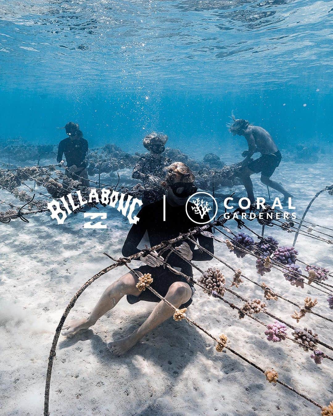 ビラボンのインスタグラム：「“𝗡𝗼 𝗿𝗲𝗲𝗳. 𝗡𝗼 𝗼𝗰𝗲𝗮𝗻. 𝗡𝗼 𝗮𝗶𝗿.” – @toutiess & @coralgardeners  コーラル・ガーデナーズは、サンゴ礁の劣化に対する問題解決を見つけるために活動しています。 サンゴ礁啓発週間（7 月 17 ～ 23 日）を記念して、私たちはコーラル ガーデナーズとの長期的なパートナーシップを発表します。  2024 年初頭には、収益の一部が重要な活動をサポートするために還元される、環境に配慮したコーラル ガーデナーズ コレクションをローンチします。これから、サンゴ礁を救う方法を学んでいきましょう。  The organization started by surfers on Mo’orea, Coral Gardeners, works to find a solution to the degradation of coral reefs in their backyard and beyond. In celebration of Coral Reef Awareness Week (July 17-23), we’re proud to announce our long-term partnership with Coral Gardeners.  Look for our first eco-conscious Coral Gardeners collection in early 2024 with a portion of proceeds going back to the organization to support their critical work. Until then, go to the Coral Gardeners link in our bio to learn how you can help save the reef.  #BillabongAdventureDivision」