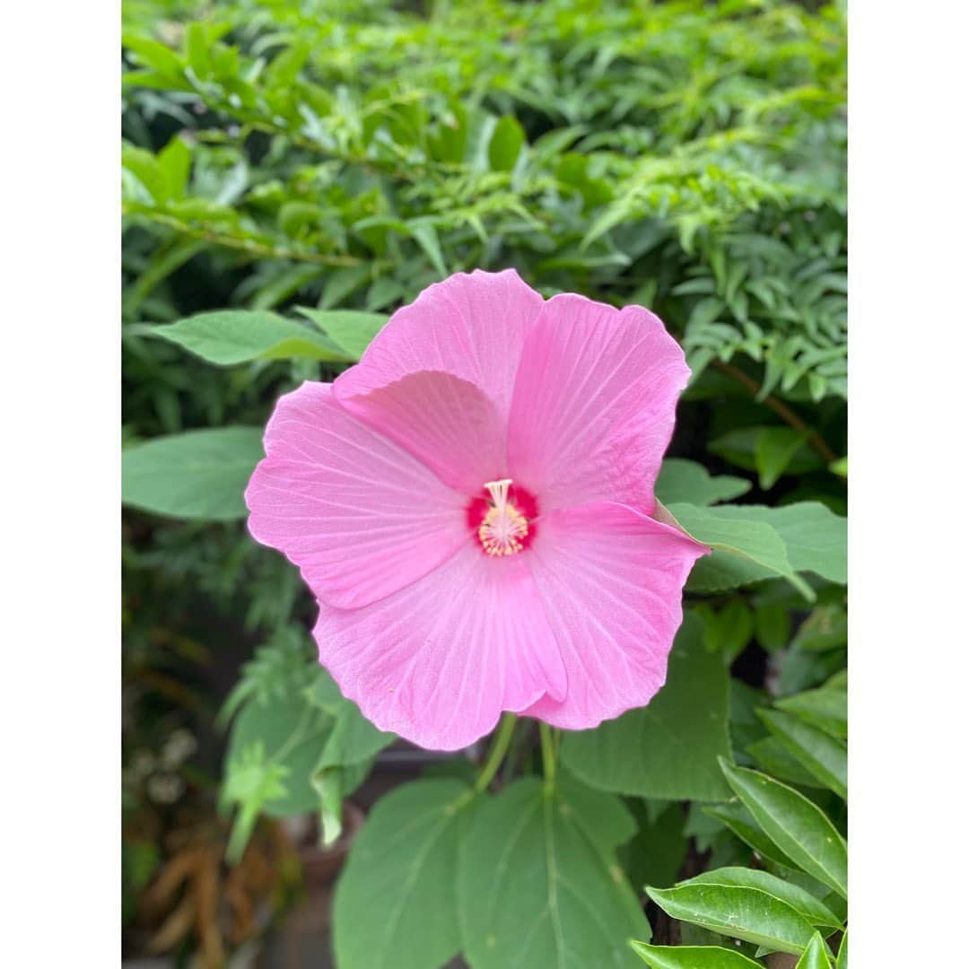 吉野史桜さんのインスタグラム写真 - (吉野史桜Instagram)「永遠を未来に探しても それは頼りない不確かなもの  誓っても誓わなくても  明日のことは　未来のことは 明日の　未来の　わたしが決めるから  ただ、今ここにある 永遠を信じる気持ちを大切にすればいい  永遠があるのは未来ではなく 今のわたしの中  #感じたことメモ #だんだんお寺のお言葉みたいになってきた」7月18日 14時47分 - shionyoshino