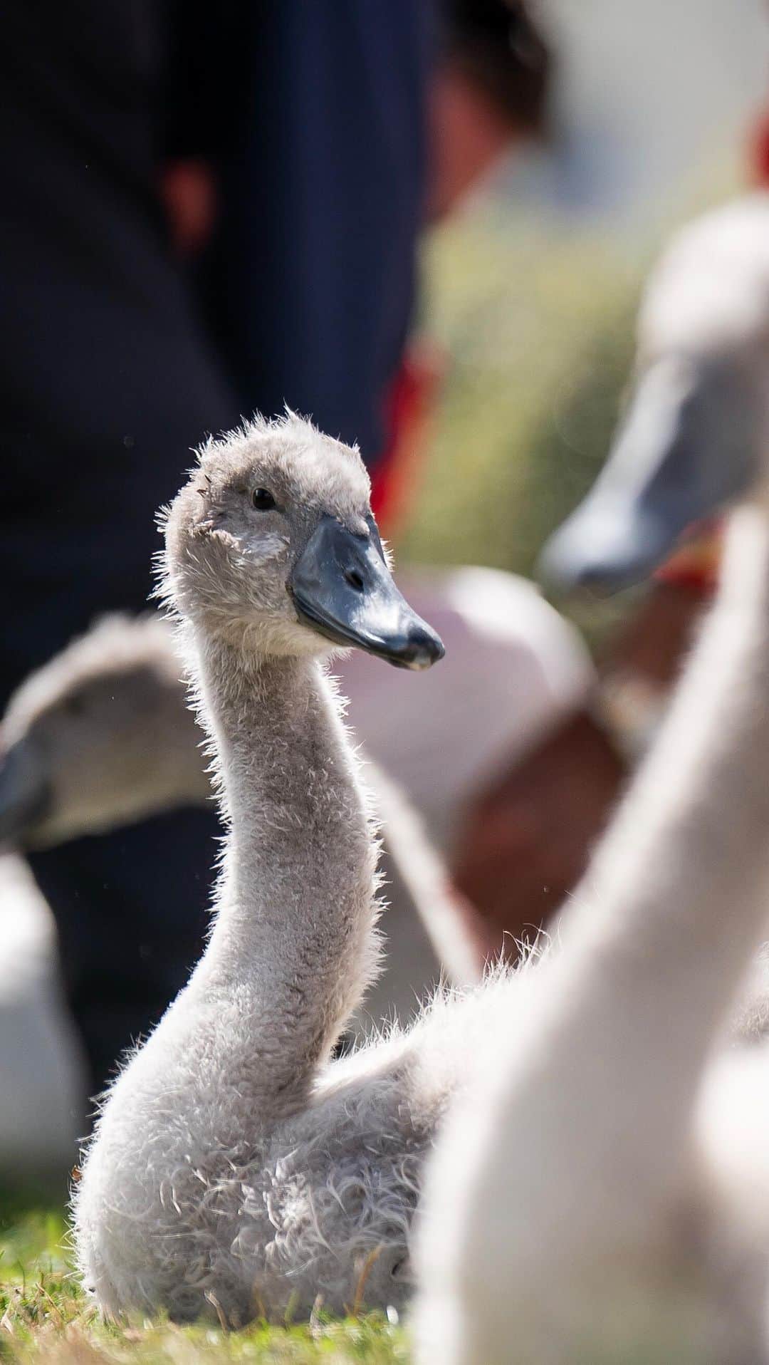 ロイヤル・ファミリーのインスタグラム：「🦢 This year’s Swan Upping is underway on the River Thames.   Once a mostly ceremonial event, it now plays an important role in the conservation of the mute swan. The health of adults and cygnets is assessed by the Royal Swan Marker, and any injuries are treated before the swans are released.   Find out more about Swan Upping via our link in bio.」