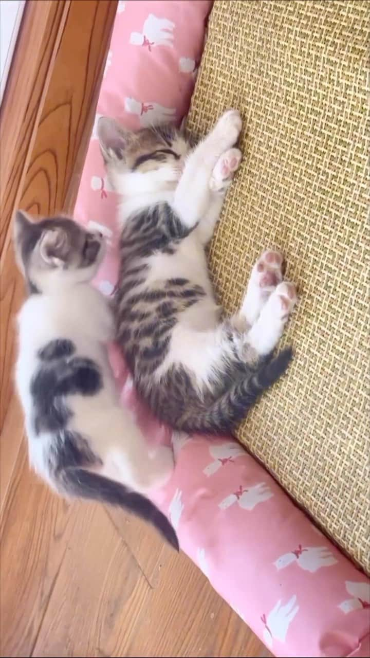 Cute Pets Dogs Catsのインスタグラム：「😍  Credit: dm  For all crediting issues and removals pls DM .  Note: we don’t own this video, all rights go to their respective owners. If owner is not provided, tagged (meaning we couldn’t find who is the owner), pls DM and owner will be tagged shortly after.  #chat #neko #gato #gatto #meow #kawaii #nature #pet #animal #instacat #instapet #mycat #catlover #cutecats #cutest #meow #kittycat #topcatphoto #kittylove #mycat #instacats #instacat #ilovecat #kitties #gato #kittens #kitten」