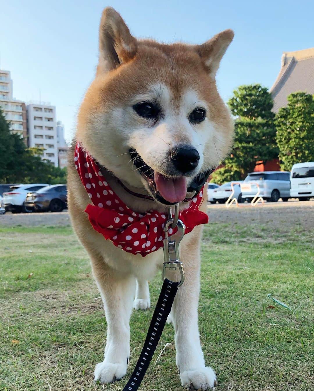 くるみのインスタグラム：「. 3日もお仕事しないくーさんを連れて 連日観音裏やら隅田公園にww  今朝はやっっつっと😆 これで安心して出勤できます  くーちゃんありがとう☺️🍉🍧🌻  🐕🐩🐕‍🦺のみんな、 今日もお家でゆっくりしてね」