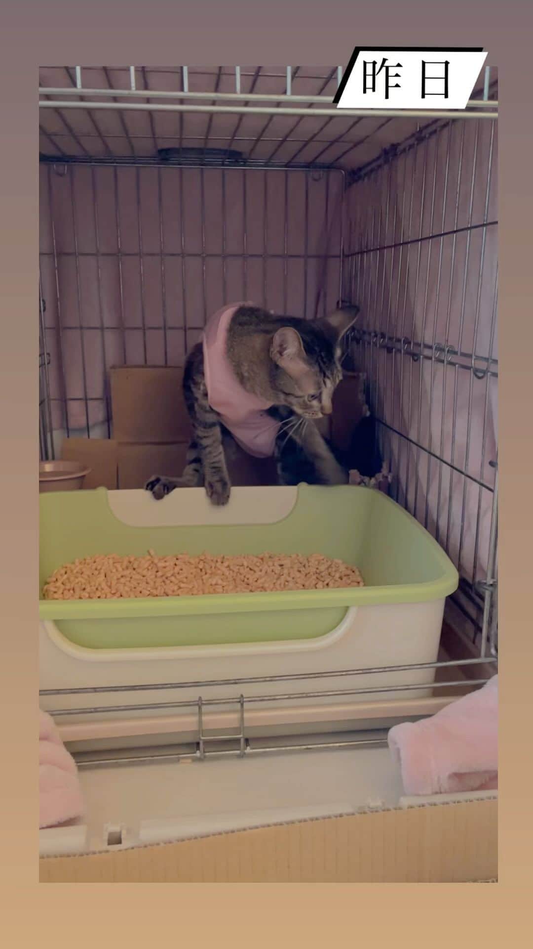 nozomiorideのインスタグラム：「おはようございます🌞 (※エフェクトおかしいですね🥲見づらくてごめんなさい🙏🙇🏻‍♀️)  新入りさんが来たときの、 ご相談をよく受けるんですが (役に立ってるか分かんないけど😅) なれさせるためのアプローチをやってます 直接の攻撃はブロックしつつ😂  皆さんは、初日からの この変化をどう見ますか？😙  #恥骨前尿道瘻形成手術  #バブい #きじとら#三毛猫#白猫#白黒猫 #キジトラ #保護猫 #術後服 #事故猫 #ねこのきもち #猫好きさんと繋がりたい  #保護猫 #きじしろ#キジシロ#きじしろ男子」