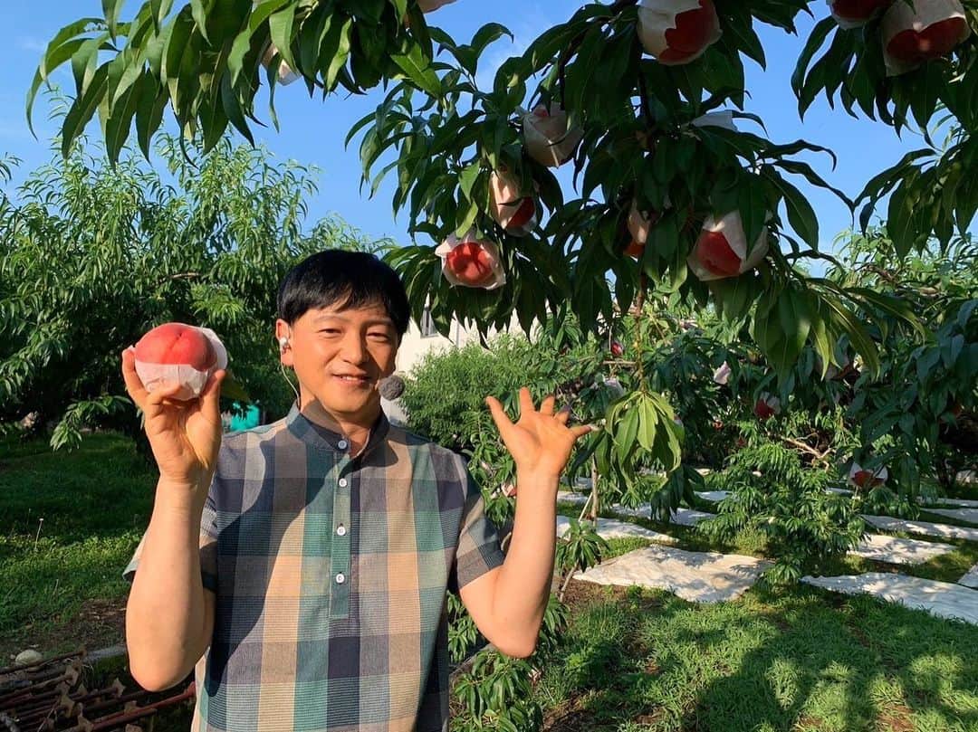 依田司のインスタグラム：「7月18日(火) 桃の生産量日本一を誇る山梨県にある『内藤農園』から。現在、収穫の最盛期を迎えていてます。 完熟状態になるまで枝で熟成し、甘さと香りが最高になるのを見極め収穫します。厳選された宝石のように美しい艶があることから、「ジュエリーピーチ」と名付けられました。 併設するカフェでは、４０分間の桃食べ放題やパフェなどのスイーツも。さらに、「ジュエリーピーチと生ハムの冷製パスタ」に、お店１番人気の「ジュエリーピーチとゴルゴンゾーラのピザ」といった珍しいメニューもあります。 因みに、明日は「やまなし桃の日」です。  #内藤農園 #依田さん #依田司 #お天気検定 #テレビ朝日 #グッドモーニング #気象予報士 #お天気キャスター #森林インストラクター #グリーンセイバーアドバンス #プロジェクトワイルド #IPCC伝導者 #japan #japantrip #japantravel #unknownjapan #japanAdventure #japanlife #lifeinjapan #instagramjapan #instajapan #療癒 #ilovejapan #weather #weathercaster #weatherforecast」