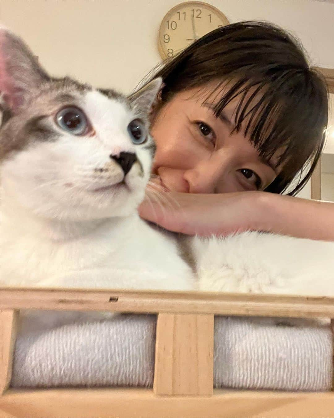 小野真弓さんのインスタグラム写真 - (小野真弓Instagram)「おはわーん😪✨ ハルくんです〜🦥 溶けるおり様🫠🐾  クーラーのきいたお部屋〜🎐 さいこーだぜ😆💤 昼間はみんな〜 寝る事にしたら良いよ(￣∇￣)✨ いっそのこと、 夏は夜行性になれれば良いのにね🥺🌕🦇✨  今日も暑いから、 無理せず、やすみやすみ、 過ごすわん😆☀️🍉 今日も良い一日をお過ごしくだちゃい☺️🐾  おかーさんは、 湿布をべたべた貼ったらすっかり元気に😆 一日でこんなに良くなるなんて！！ おかーさん若いわぁ🙋‍♀️✨　って、、 喜んでまちた😆  たぶん、、 買ってきた湿布が優秀なだけだと思うけど、 黙っておきまちた！✨🤐  空気の読めるおり様〜👑😏 ハルくんでちた。 おやすみなちゃい😪💤💛  #爆睡犬#ハルくん #たまごちゃん#痒み止め#ネコのぬいぐるみ #お気に入りを並べて寝たい犬 #カメラ嫌い犬#ハナちゃん #溶ける猫たち #犬と猫のいる暮らし #犬猫日記」7月18日 9時27分 - hanaharuaroi