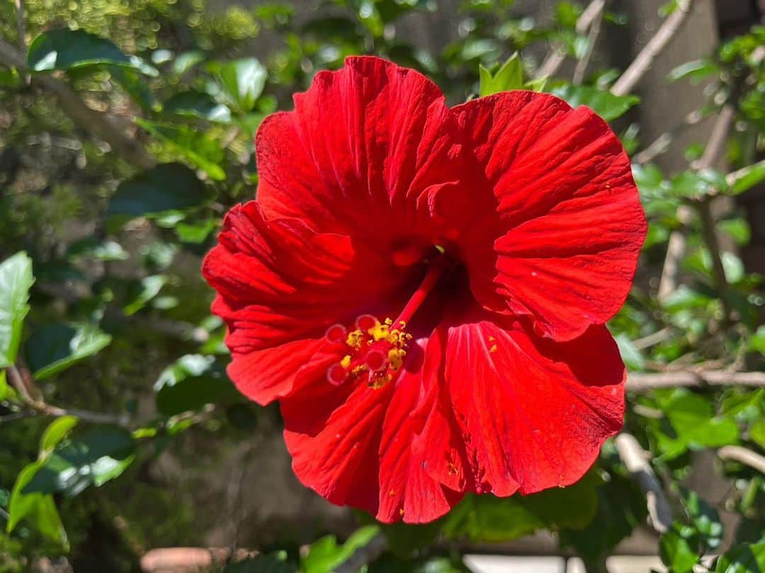 デヴィ・スカルノさんのインスタグラム写真 - (デヴィ・スカルノInstagram)「夏の象徴、 ハイビスカスのお花が 咲きました！  南国の花である、 ハイビスカスは、 真っ赤で 美しく 元気を もらえます  屋上の片隅で、 梅雨にも負けず、 元気に 輝いているかのようです  もうすぐ 花開きそうな 蕾も  梅雨の晴れ間、 つい 数日間続いた 青天のおかげで、 気温が 一気に上昇し 開花したようです  ハイビスカスの 成長は、 毎年 どんなに楽しみに して いることか。 これから 暑くなります ので、 こまめに 水やりをし、 成長を 見守ります♪♪」7月18日 11時00分 - dewisukarnoofficial