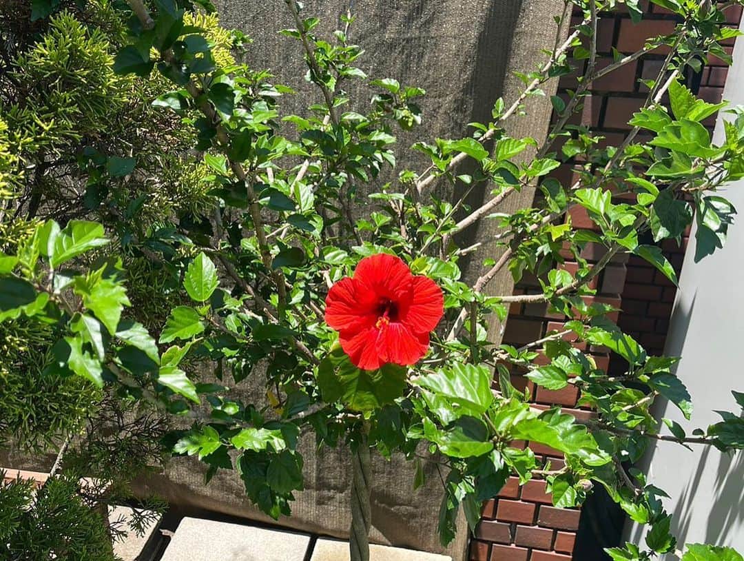 デヴィ・スカルノさんのインスタグラム写真 - (デヴィ・スカルノInstagram)「夏の象徴、 ハイビスカスのお花が 咲きました！  南国の花である、 ハイビスカスは、 真っ赤で 美しく 元気を もらえます  屋上の片隅で、 梅雨にも負けず、 元気に 輝いているかのようです  もうすぐ 花開きそうな 蕾も  梅雨の晴れ間、 つい 数日間続いた 青天のおかげで、 気温が 一気に上昇し 開花したようです  ハイビスカスの 成長は、 毎年 どんなに楽しみに して いることか。 これから 暑くなります ので、 こまめに 水やりをし、 成長を 見守ります♪♪」7月18日 11時00分 - dewisukarnoofficial
