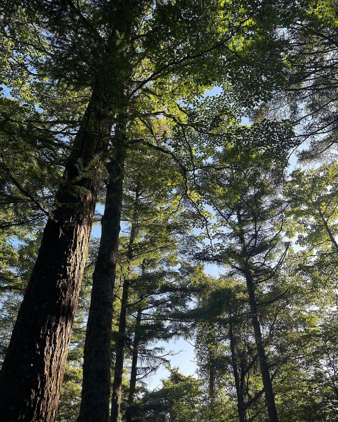 小山田早織さんのインスタグラム写真 - (小山田早織Instagram)「🌿🪵🍃🌲🏕️  6月末頃から体調を崩し、健康のありがたさを痛感したここ最近🥺  ようやく回復し、自然に癒されに🍃  マイナスイオンと焚き火の音と香り🔥 子どもたちとまめこ🐕の笑い声にパワーをもらい、しっかりとエネルギーチャージして参りました✨  心も身体もリセット🪷  今日からまた元気にがんばります💪  今回のキャンプで大活躍だったのは真っ白なワンピ🤍 シワにならず、シャワーのあとにサラッと着れて便利でした🚿 アウトドアでも白を着れるのはUVや洗濯機で洗える機能があるからこそです😆🤍  @a_plus_tokyo   #キャンプ #キャンプコーデ」7月18日 11時24分 - saorioyamada