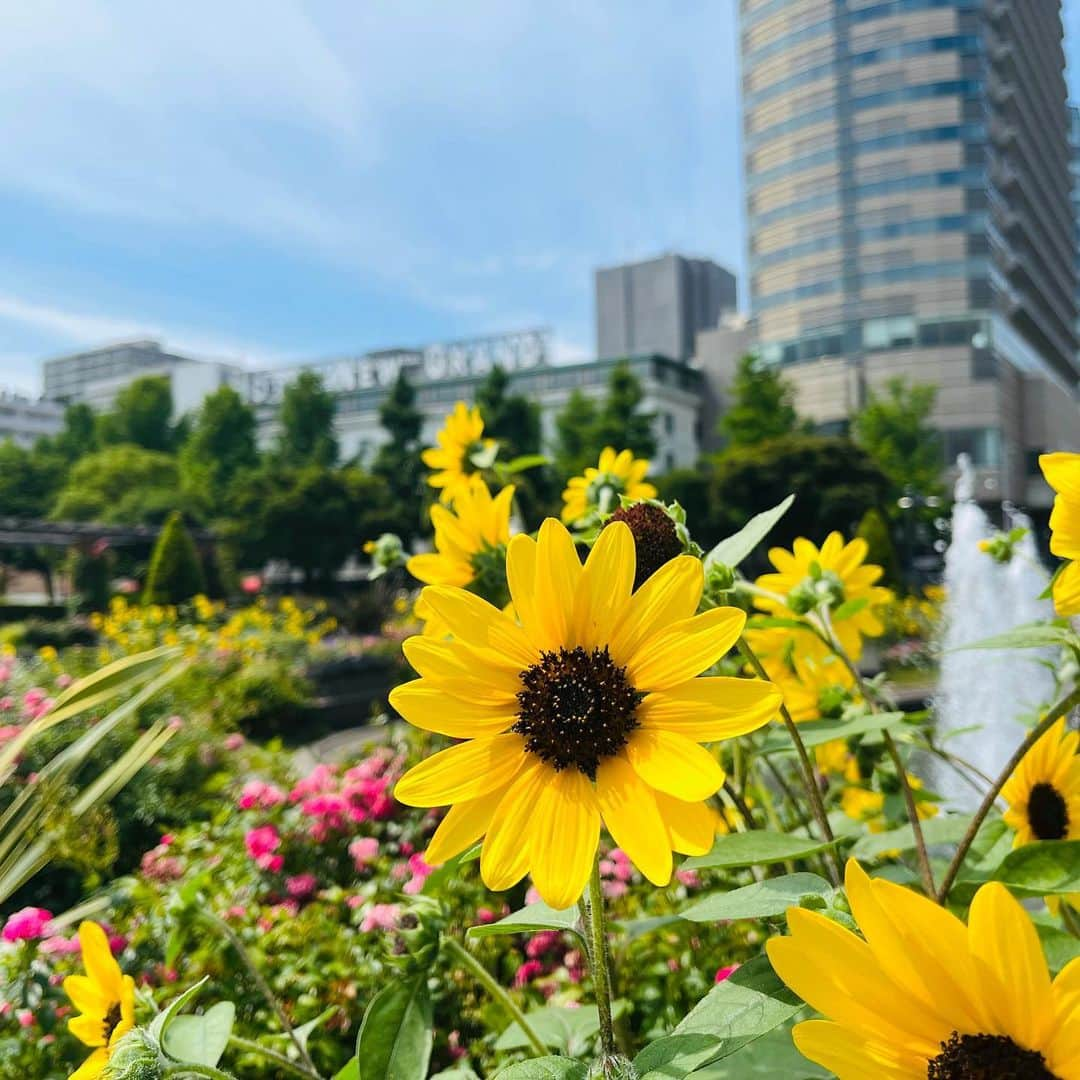 【公式】ホテルニューグランドのインスタグラム：「＊ 連日とても暑い日が続いております☀️ ご来館の際はどうぞお気をつけてお越しくださいませ。 スタッフ一同、今週も元気に皆様をお待ちしております🌻   📸2023.7.18 山下公園にて   #ホテルニューグランド #横浜 #横浜ホテル #クラシックホテル #山下公園 #山下公園散歩 #マリンタワー #ひまわり #庭園 #噴水 #癒し #夏休み #夏休みの思い出 #家族 #家族旅行 #青空 #快晴 #青空フォト #快晴の空 #hotelnewgrand #yokohama #summer #vacation」