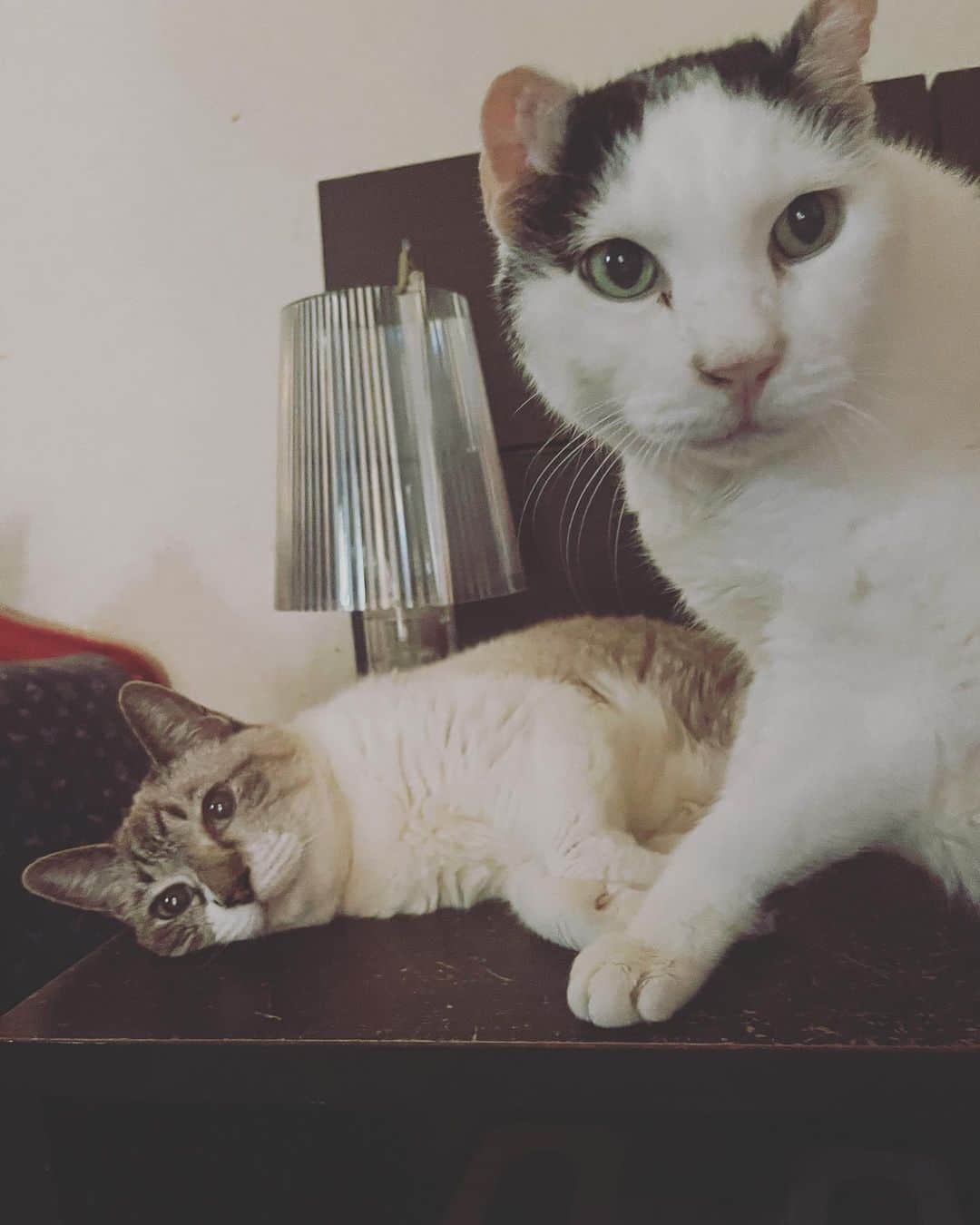 町田康さんのインスタグラム写真 - (町田康Instagram)「どうでもええ事を言ふな。」7月18日 13時18分 - inunekosonota