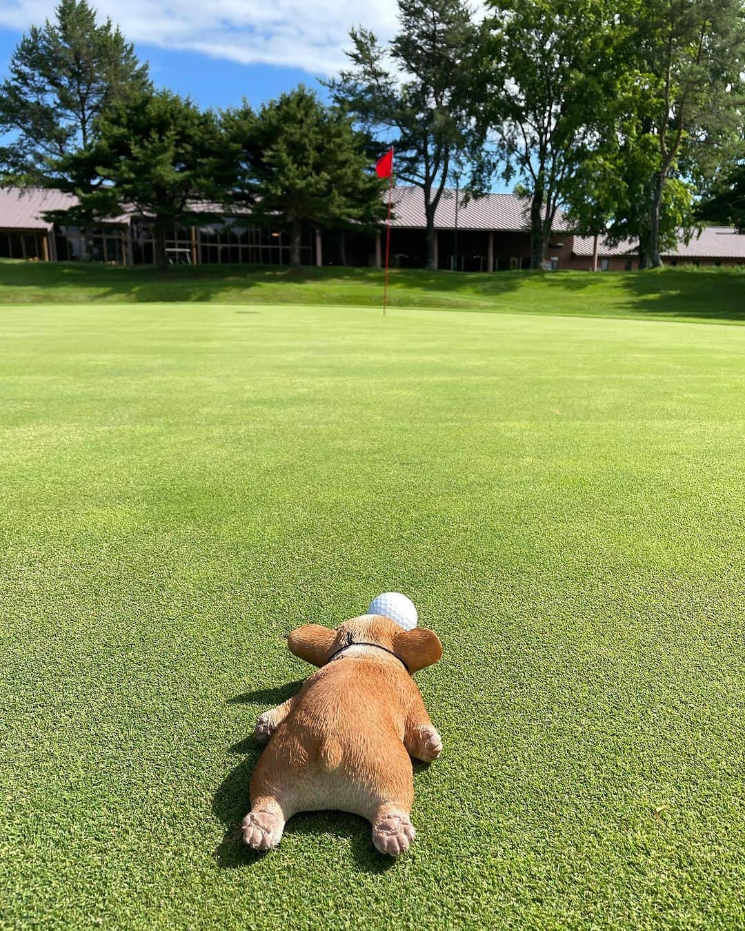 橋本志穂さんのインスタグラム写真 - (橋本志穂Instagram)「北海道3日目の今日は 北海道の愉快な女子友とルタオでランチ&ゴルフからのジンギスカン→風呂❣️  盛りだくさんでした。  ゴルフはみんなで 大叩きしながらも よく笑いました❣️  今回会えなかったみかこちゃんがくれたコーギーの置き物を 連れてのラウンド。 マーカーにしちゃ大きすぎるよね🤣🤣  コーギー連れてるからか。。。そしたらね、 キタキツネ、うさぎ、リス！目の前に現れた。 そして帰りの車の中で 冬にお仕事ご一緒したDJのお声を聞き、 そのラジオの中で大黒摩季さんの曲がかかったと思ったら 目の前を鹿が横切った。  そうそう、ゴルフ場に着いた時は その冬の仕事の時にご一緒した千葉晃太プロにもお目にかかったんだった。 北海道らしさ全部が詰まった1日になりました^_^  しかし、、、 北海道のラウンドは 暑くなくていいなぁー  アキラくん、お付き合い ありがとねーー❣️  #ゴルフ女子  #北海道 #てんこ盛り」7月19日 0時14分 - shihohashimoto3