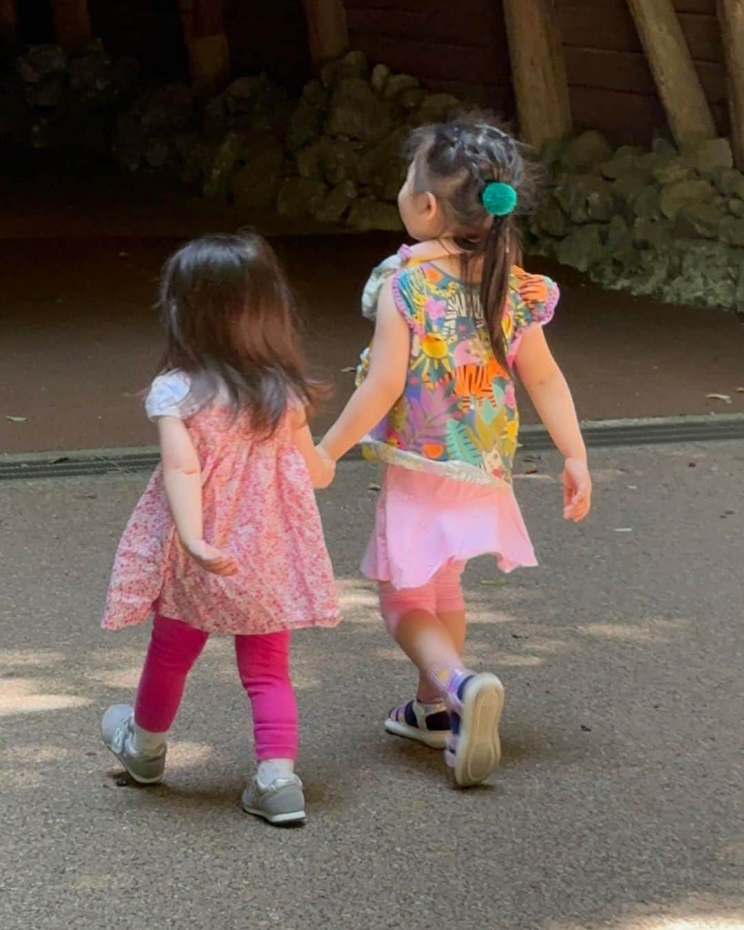 杉山愛のインスタグラム：「3連休の1日はケインファミリーと一緒に動物園に行ってきたよ🐘🦒🐅🦍🦘  暑かったですが、園内は日陰を歩けるようになっていて、本当に楽しめました〜✨ 広くて全部見切れなかったので、また近いうちに行きたいと思います♪  #動物園 #暑い #けど #日陰があって #ありがたかった #最高の1日 #2歳の女の子 #8歳の男の子 #こどものいる暮らし  #3連休の過ごし方」