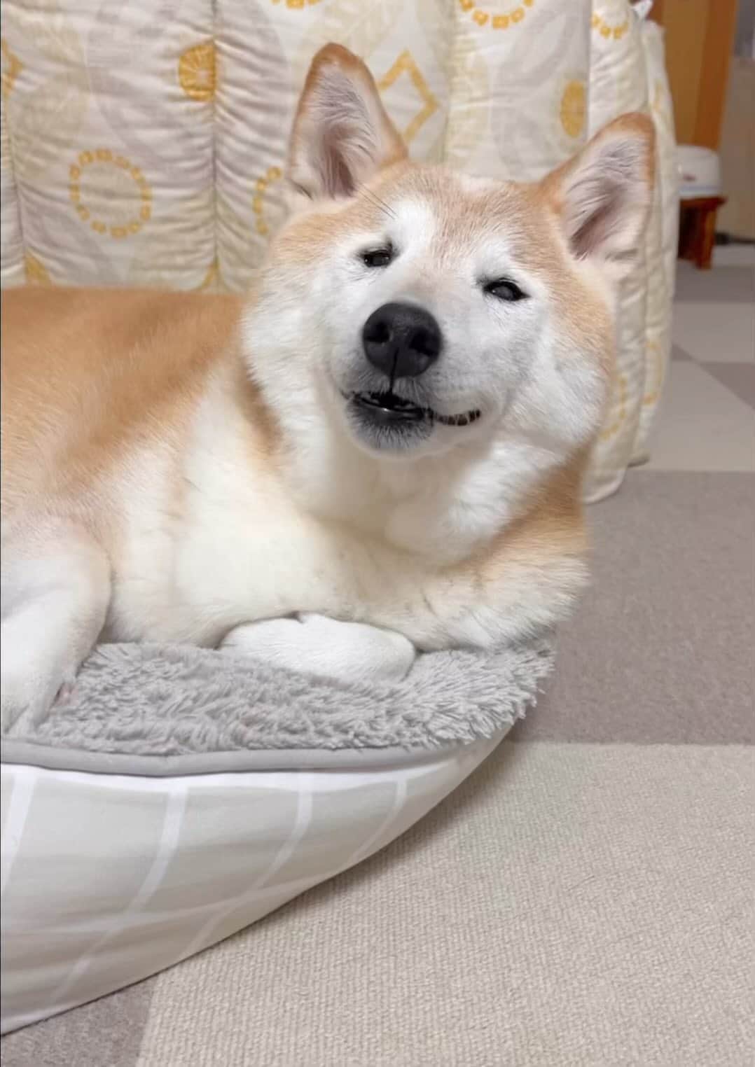 meekooのインスタグラム：「ネムネムおばぁわん(๑′ᴗ‵๑) かわいい❤︎ #15歳5ヶ月」