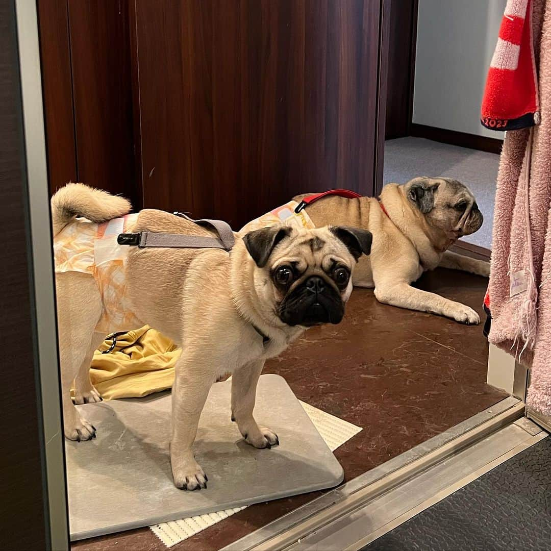 やついいちろうのインスタグラム：「今日のこぶしとこはだと私  お風呂を待つ2人  #pug #pugs #puglife #puglove #パグ #パグスタグラム #うちの犬がおじいちゃんになっちゃった」