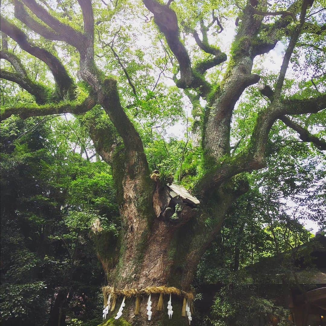 和田益典さんのインスタグラム写真 - (和田益典Instagram)「◆ナゴヤ記②  2023/7/16  金山から地下鉄名城線左回りに乗って、熱田神宮一つ手前の西高蔵駅で下車。  マニアックな俺は東海最大の古墳へ向かう。  いかつい名前の「断夫山古墳」  この時期(６世紀初頭頃)では全国的に見ても最大級の規模を有し、東日本では最大。  公園内に入るとミニチュア断夫山がお出迎え。 公園事務所に許可貰って古墳内部へ。  なかなか後期古墳よろしく急斜面の墳丘。 一部葺石っぽいのも露出しててマニアが喜ぶ仕様となってました。  っと、こんな内容はサブアカに書くとしよう。  断夫山のあとは少し南に在る白鳥古墳にも寄り、熱田神宮では大きなクスノキを見上げ、ドラクエウォークのランドマークも無事ゲット。 神宮の西側を通る幹線道路にはシンジュ(ニワウルシ)並木。  この時点で昼前になってたので、熱田神宮西駅から再び地下鉄に乗って名古屋城方面へ移動することに。 . . 引き続き、スマホの画像フォルダ見ながらテキトーに区切って続けます。 . . . #名古屋 #ナゴヤ #nagoya #備忘録 #わだます古墳巡り #わだます寺社巡り #断夫山古墳 #白鳥古墳 #熱田神宮 #神木 #クスノキ #街路樹 #シンジュ #ドラクエウォーク #古墳 #神社 #史跡 #遺跡 .」7月18日 23時28分 - masunori_wada