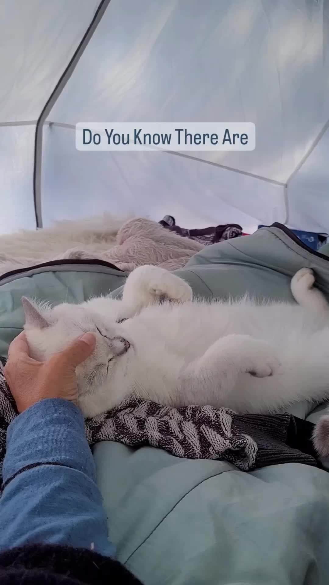 Cats of Instagramのインスタグラム：「From @bamsetheexplorer: "Among lots of other things, humans sure has a lot to learn from us about relaxing👀⁠ To relax and unwind is a lifestyle for cats: we just do it!⁠ ⁠ I tell my pawrents they should copy my ability to just chill out and simply be.⁠ ⁠ If I didn't nap both when I need it and sometimes when I just feel like it, I wouldn't be much of an explorer cat at the end of the day😸⁠ ⁠ What do you think humans should learn from cats?" #catsofinstagram⁠」