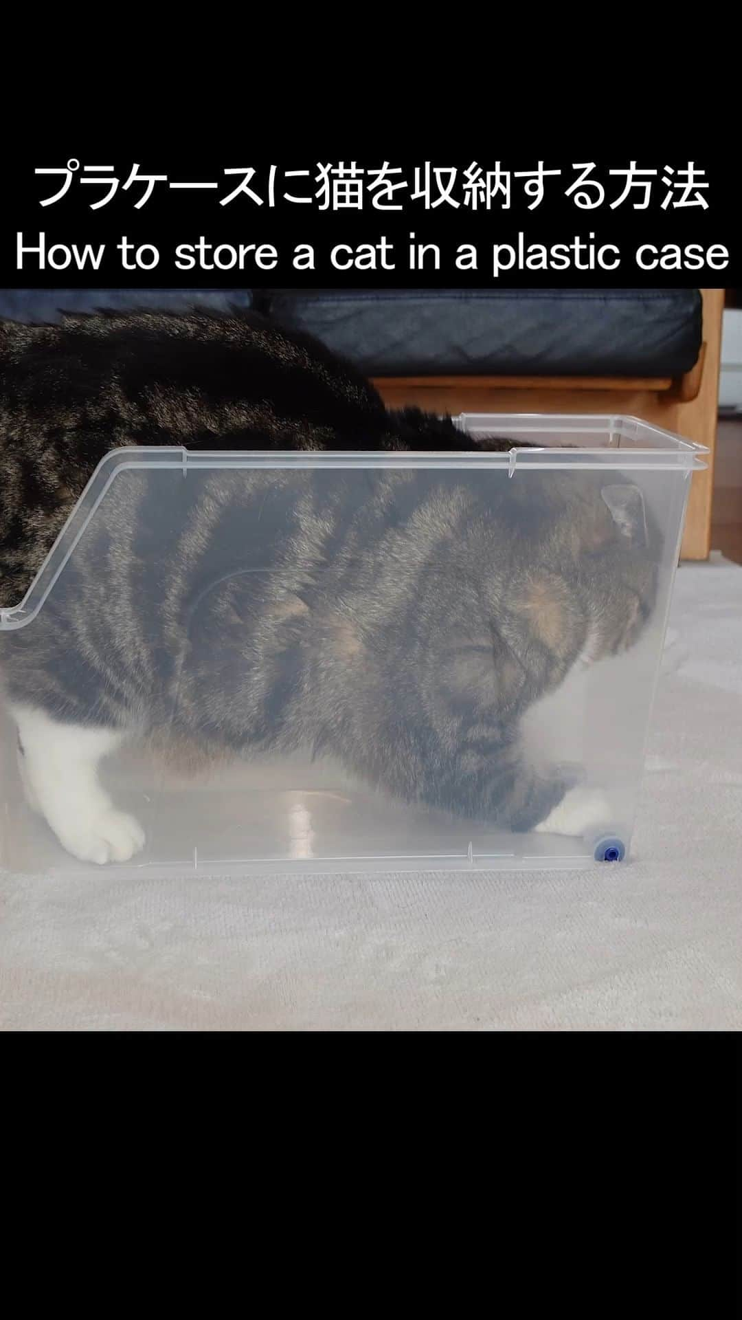 まる & はなのインスタグラム：「スリムなプラケースに収納されるまるさん。 Maru stores himself in a slim plastic case.  YouTube↓↓↓ https://youtu.be/TXc27q_Zd_k  #スリムなプラケース #猫 #まる #cats #Maru #猫は液体」