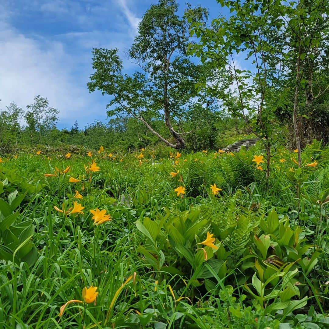 栂池高原スキー場さんのインスタグラム写真 - (栂池高原スキー場Instagram)「こんにちは！ 7月18日の自然園の様子です。 園内はニッコウキスゲが見頃です🎵 ヒオウギアヤメやクルマユリなどもたくさん咲いていて色とりどりで華やかです。 ゴンドラ山頂栂の森駅周辺もお花がたくさん咲いています。栂の森駅内には周辺で咲いている花を紹介する看板もありますので、ちょっと寄り道にいかがでしょうか？自然園にはないお花もありますよ～🎶 写真1枚目  わたすげ湿原   2枚目  浮島湿原   3枚目  やせ尾根   4枚目  展望湿原   5枚目  タマガワホトトギス（栂の森）  6枚目  ニッコウキスゲ   7枚目  クルマユリ Tamahawk   #栂池自然園  #つがいけ高原スキー場  #つがいけマウンテンリゾート  #白馬 #白馬つがいけwow  #家族の時間 #長野県 #空中散歩 #tsugaike」7月18日 15時39分 - tsugaike_kogen