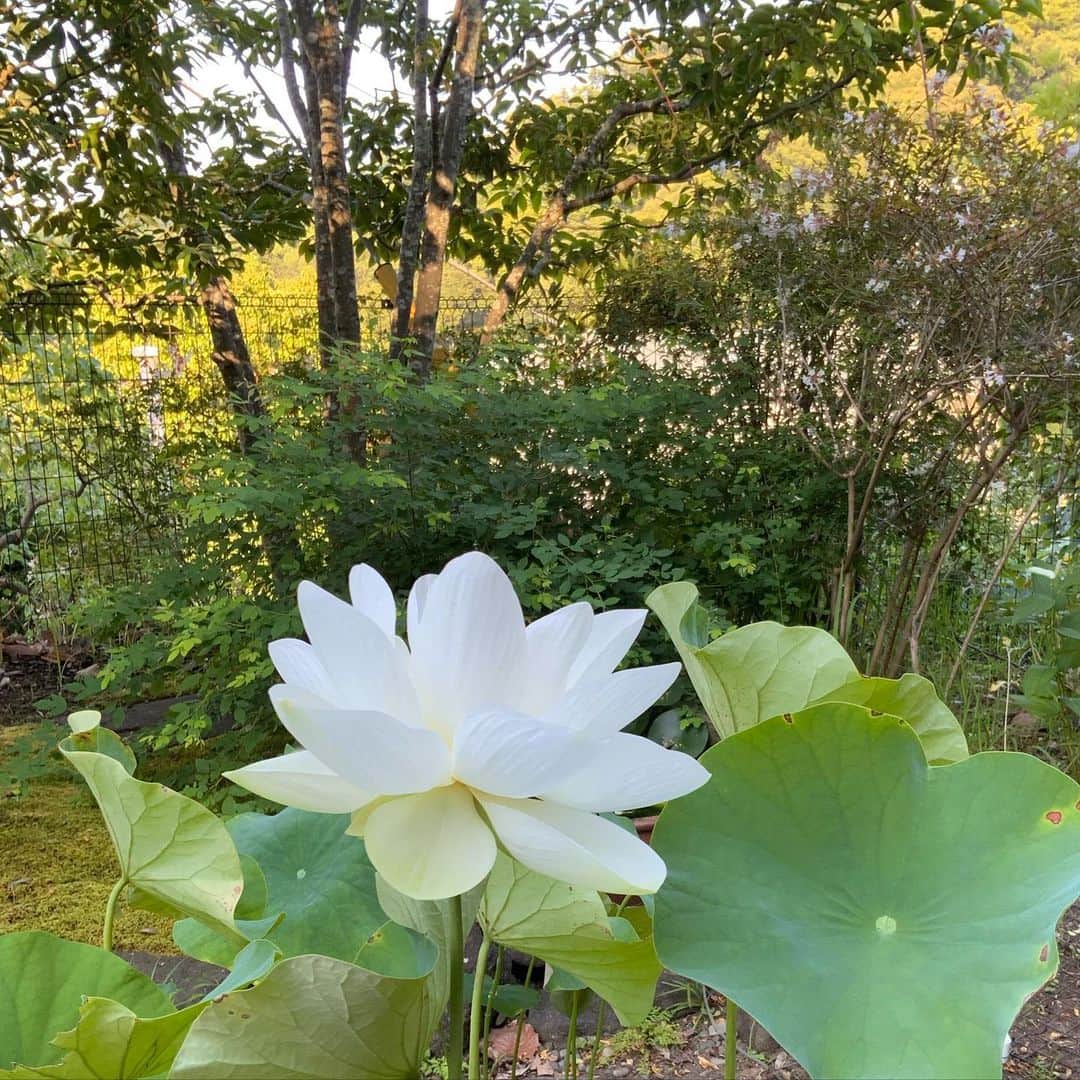 ヒロミチナカノさんのインスタグラム写真 - (ヒロミチナカノInstagram)「真っ白い蓮の花が咲きました.. #flowers」7月18日 15時54分 - hiromichinakano_official
