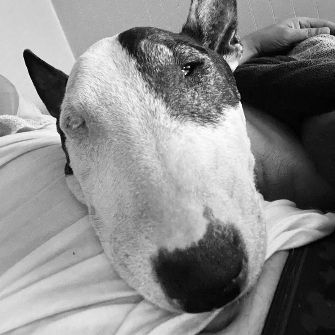 のインスタグラム：「#minituru#bull#terrier#minibullterrier#miniturubullterrier#dog#dogstagram#cute#qtaro#love#family#ミニチュア#ブルテリア#ミニチュアブルテリア#Q太郎」
