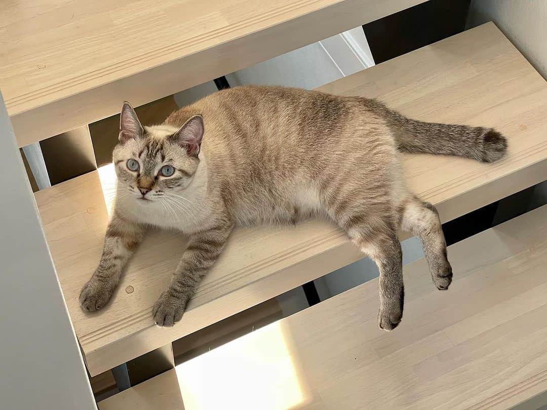 田中要次のインスタグラム：「グリ、日焼けした？ #猫Guri #Bo_nyans #猫のいる暮らし」