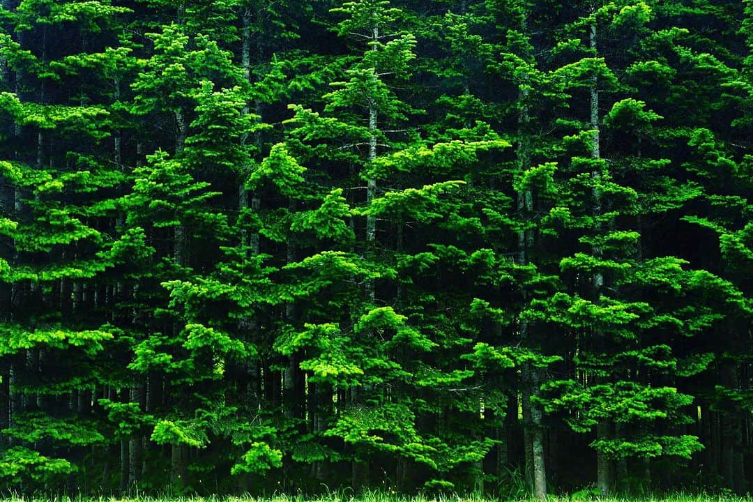 Michael Yamashitaさんのインスタグラム写真 - (Michael YamashitaInstagram)「Hokkaido summer green.  #hokkaido #green #hokkaidosummer  #greenseason」7月18日 16時44分 - yamashitaphoto