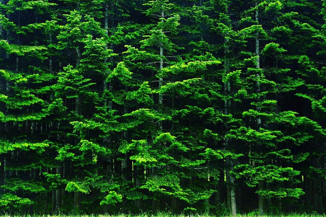 Michael Yamashitaのインスタグラム：「Hokkaido summer green.  #hokkaido #green #hokkaidosummer  #greenseason」