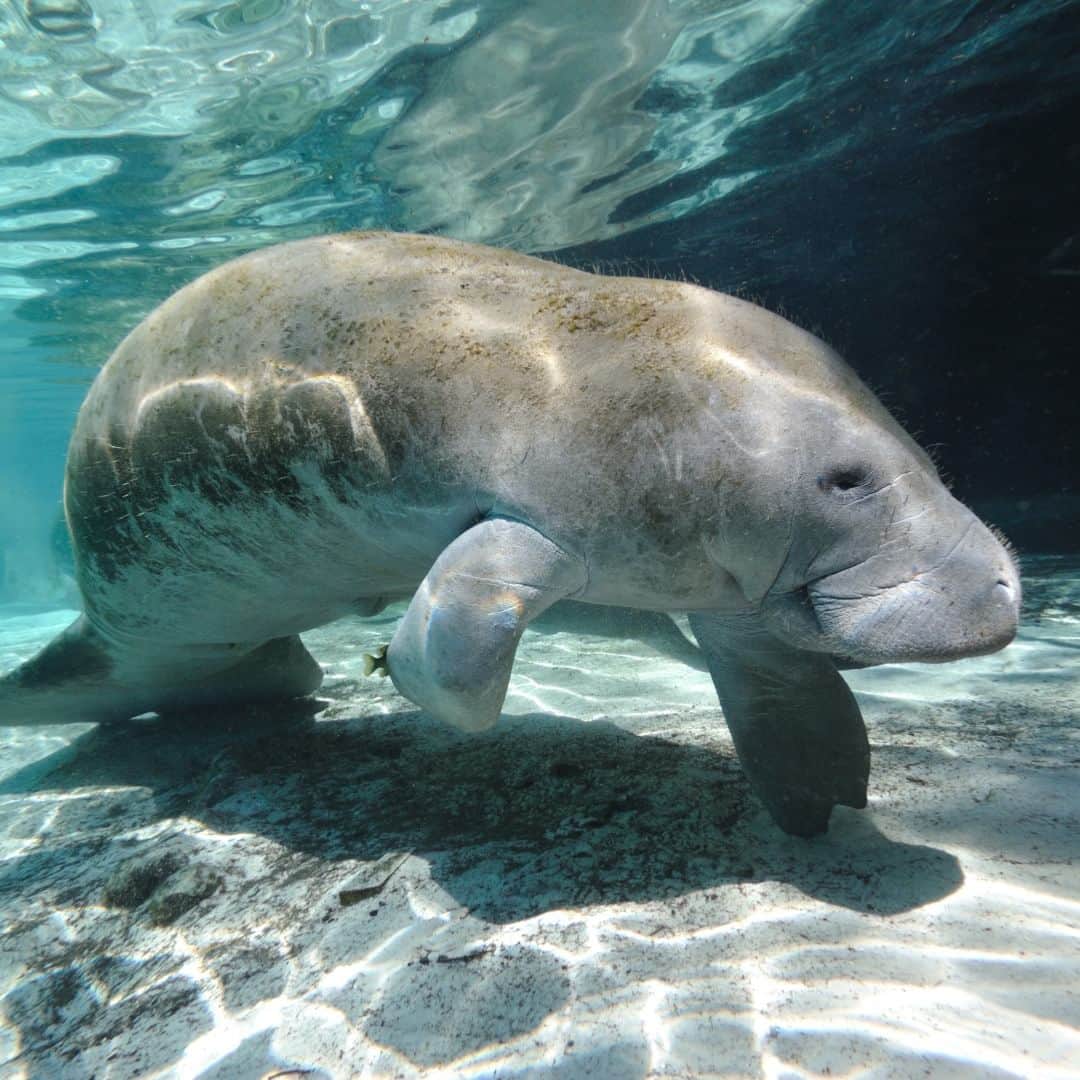 アメリカ大使館さんのインスタグラム写真 - (アメリカ大使館Instagram)「フロリダやカリブ海沿岸などに生息するマナティは、温暖な海域や河川で見られる大型の水生哺乳類です。  #マナティー #フロリダ #海獣 #Manatee #Trichechidae」7月18日 17時00分 - usembassytokyo