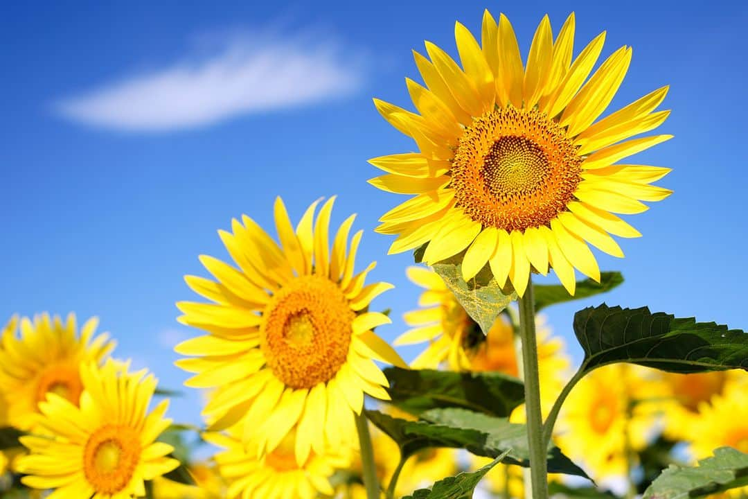 平塚市さんのインスタグラム写真 - (平塚市Instagram)「馬入のひまわり畑が見頃です🌻✨ 太陽の光をあびて黄色く咲き誇るひまわりを眺めながら、ぜひ夏を感じてください😃 #手をつなぎたくなる街 #hiratsukagood #hiratsuka　#平塚 #kanagawaphotoclub #季節の花 #季節の花を楽しむ #ひまわり #ヒマワリ　#向日葵　#ひまわり畑 #馬入のお花畑　#イシックス馬入のお花畑 #馬入ふれあい公園 #はなまっぷ #ザ花部 #花の写真館 #花のある暮らし #best_moments_flora　 #mst_flower #今日もお疲れ様でした #日々　#暮らし #instagramjapan　#igersjp　#japanphoto」7月18日 17時00分 - hiratsukagood