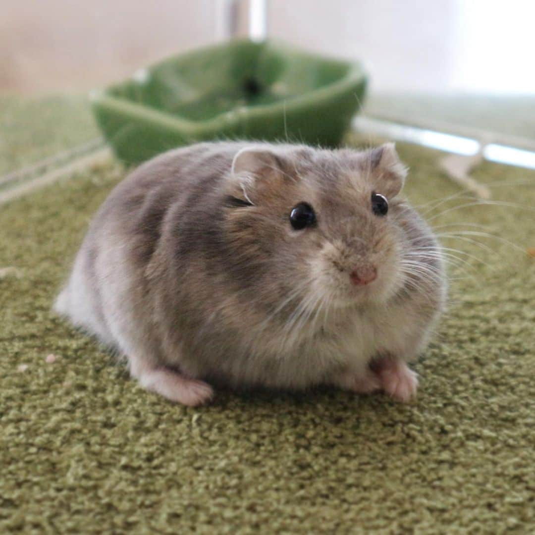 hamster_mocoさんのインスタグラム写真 - (hamster_mocoInstagram)「🐹Michi🌈 2018.2.24～2019.622  ミチくんは食いしん坊で心優しいブルサファの男の子。  10ヶ月の時に肝臓に大きな癌ができて摘出手術を受けた後、半年元気に過ごしていたのに1歳4ヶ月で何の前触れもなく急にお空に行ってしまいました🥲🌈🐹飼い主、沢山たくさん泣きました😭  頭が良くて、オヤツの袋を引っ張り出してきてはオネダリをする姿がめちゃくちゃ可愛かったな〜🤭💓お手手が大好きな甘えんぼミーちゃん大好きだよ❣️ 2023.7.18 ✼••┈┈••✼••┈┈••✼••┈┈••✼••┈┈••✼  #ハムスターミチ#ハムスター#ジャンガリアンハムスター#ジャンガリアン#ブルーサファイア#ブルーサファイアハムスター#ジャンガリアンブルーサファイア#ふわもこ部 #モフモフ#ペット#ハムスタグラム#ハムスターベビー #hamster#djungarian#hamstagram#hammy#happy_pets#PET_OF_OUR_WORLD#igersjp#ig_japan#instapet#weeklyfluff#kawaii#cute#仓鼠#정글리안#햄스터#9gag」7月18日 17時04分 - asahi.fl